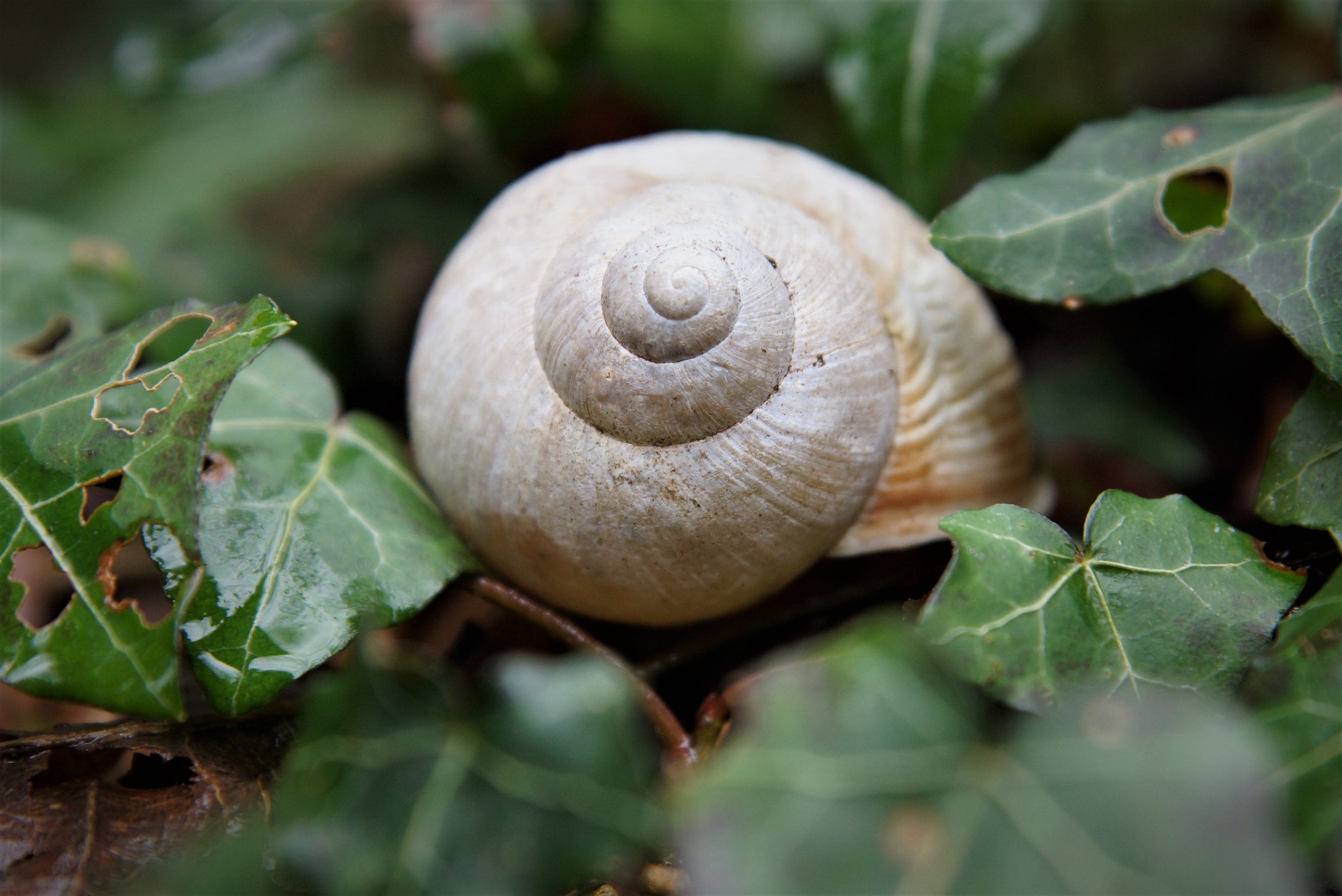 animal wildlife, close-up, animal, animals in the wild, growth, plant part, selective focus, animal shell, spiral, leaf, snail, gastropod, shell, green color, HD Wallpaper