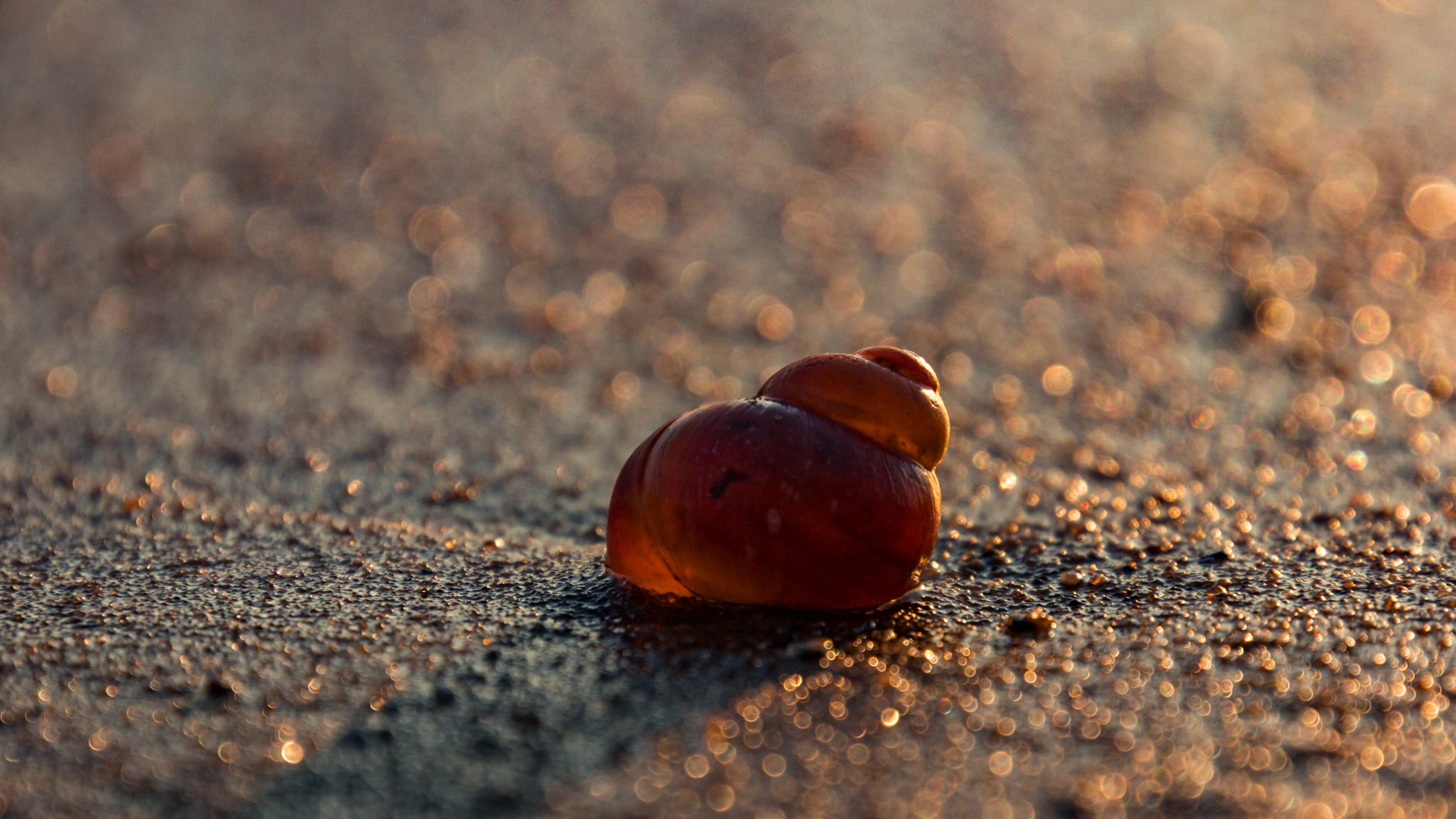 food and drink, no people, land, mollusk, single object, acorn, fruit, slowly, snail shell, casing, 5K, macro, food, wellbeing, shell, nut, nature, close-up, HD Wallpaper