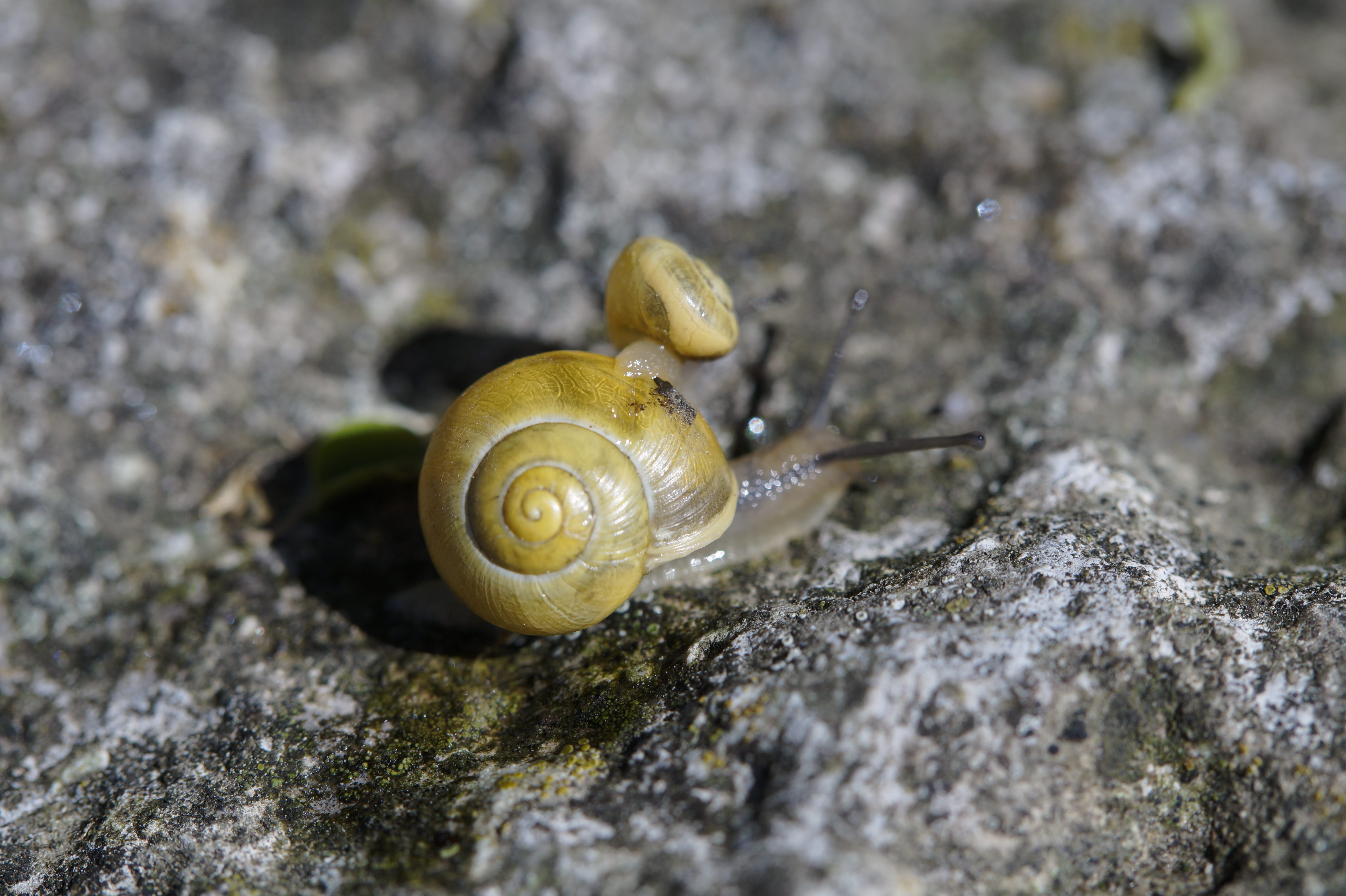 shell, animal shell, spiral, animal, invertebrate, 5K, solid, one animal, reptile, outdoors, snail, animal wildlife, casing, rock - object, nature, rock, HD Wallpaper