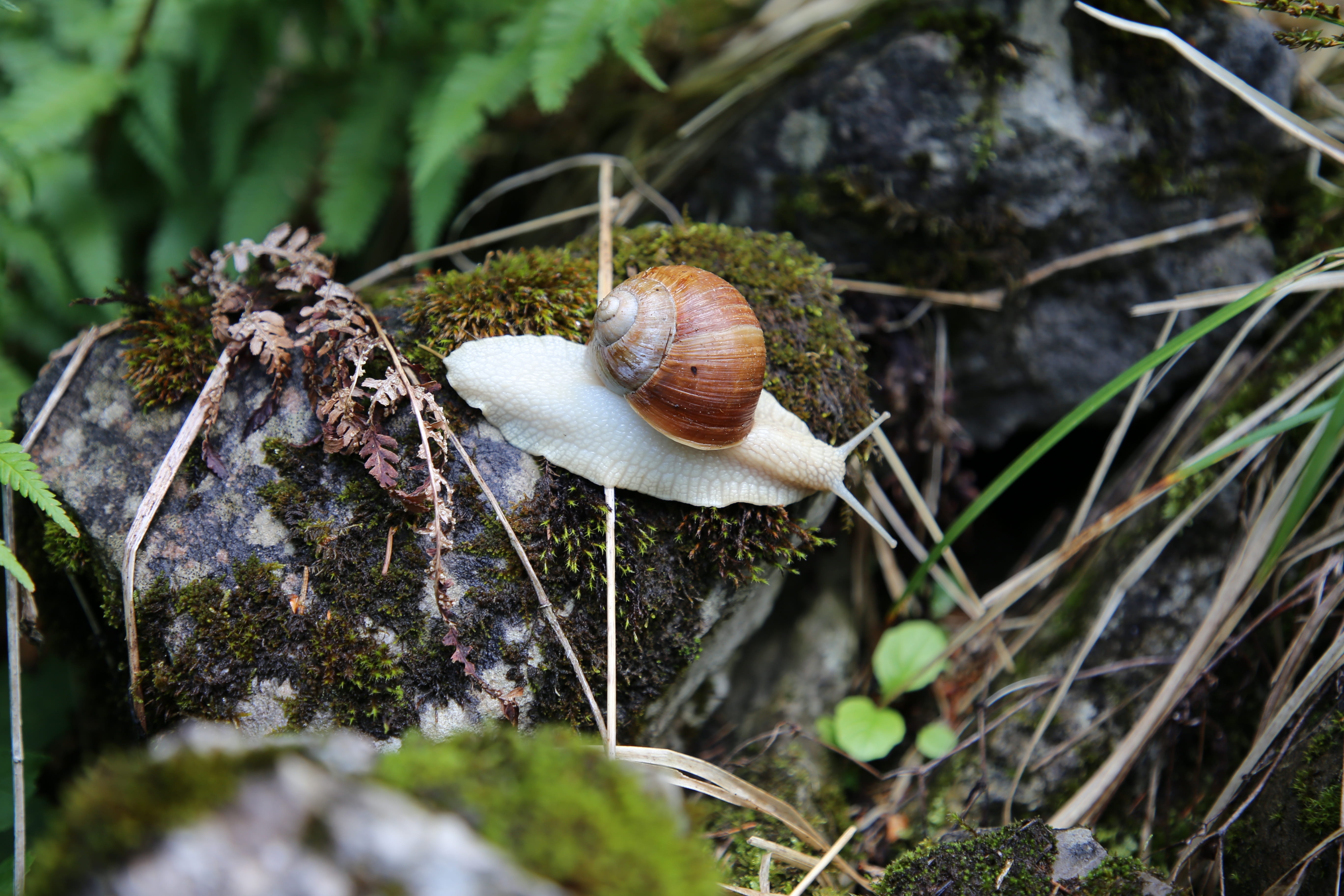 animal wildlife, reptile, mushroom, animal shell, toadstool, gastropod, moss, animal themes, no people, nature, invertebrate, plant, land, outdoors, shell, HD Wallpaper