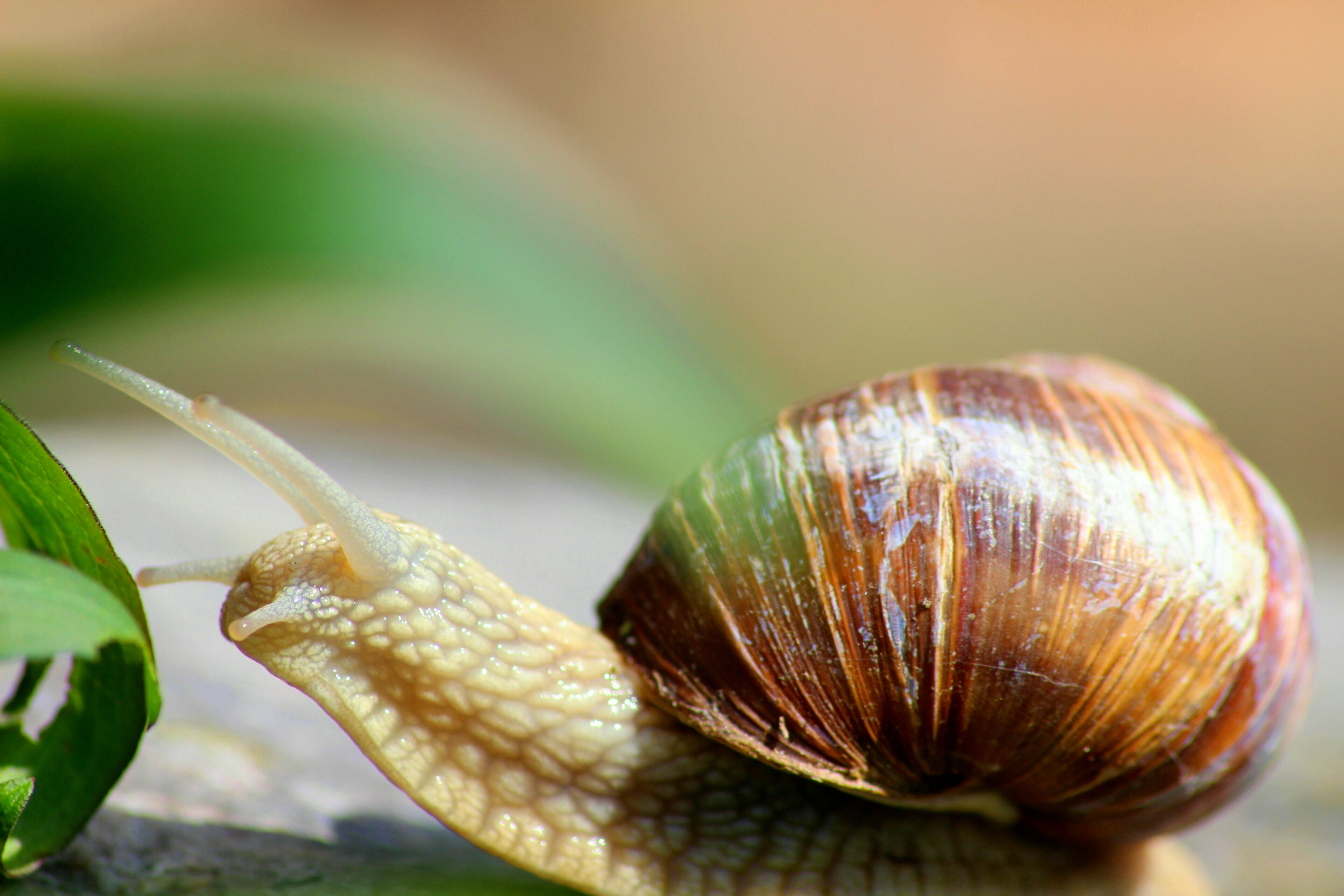 shell, nature, probe, day, animal body part, close up, crawling, animal shell, outdoors, macro, focus on foreground, no people, casing, animals in the wild, HD Wallpaper