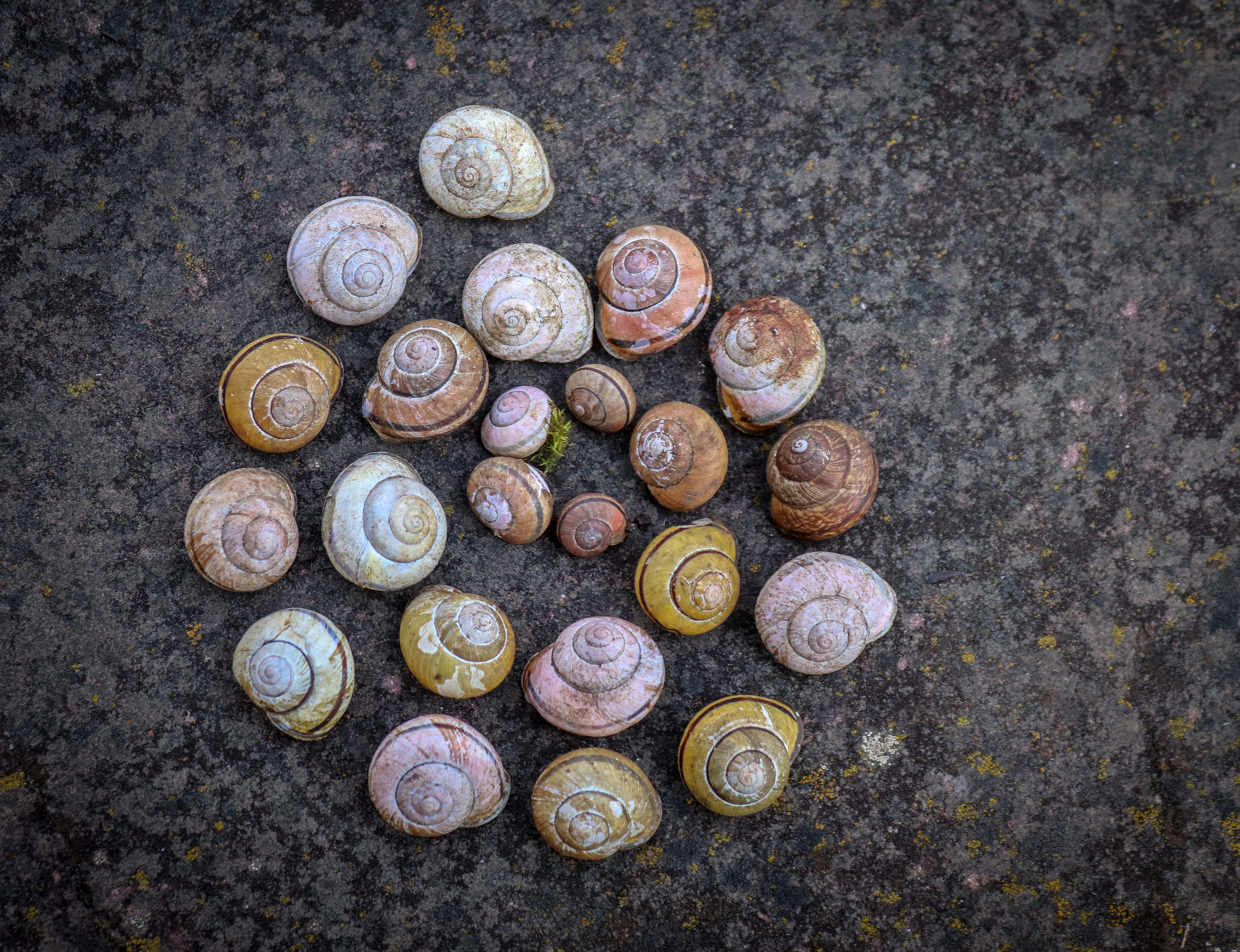 snail, seashell, coin, still life, no people, mollusk, casing, large group of objects, nature, variation, group of objects, animal, animal shell, garden, HD Wallpaper