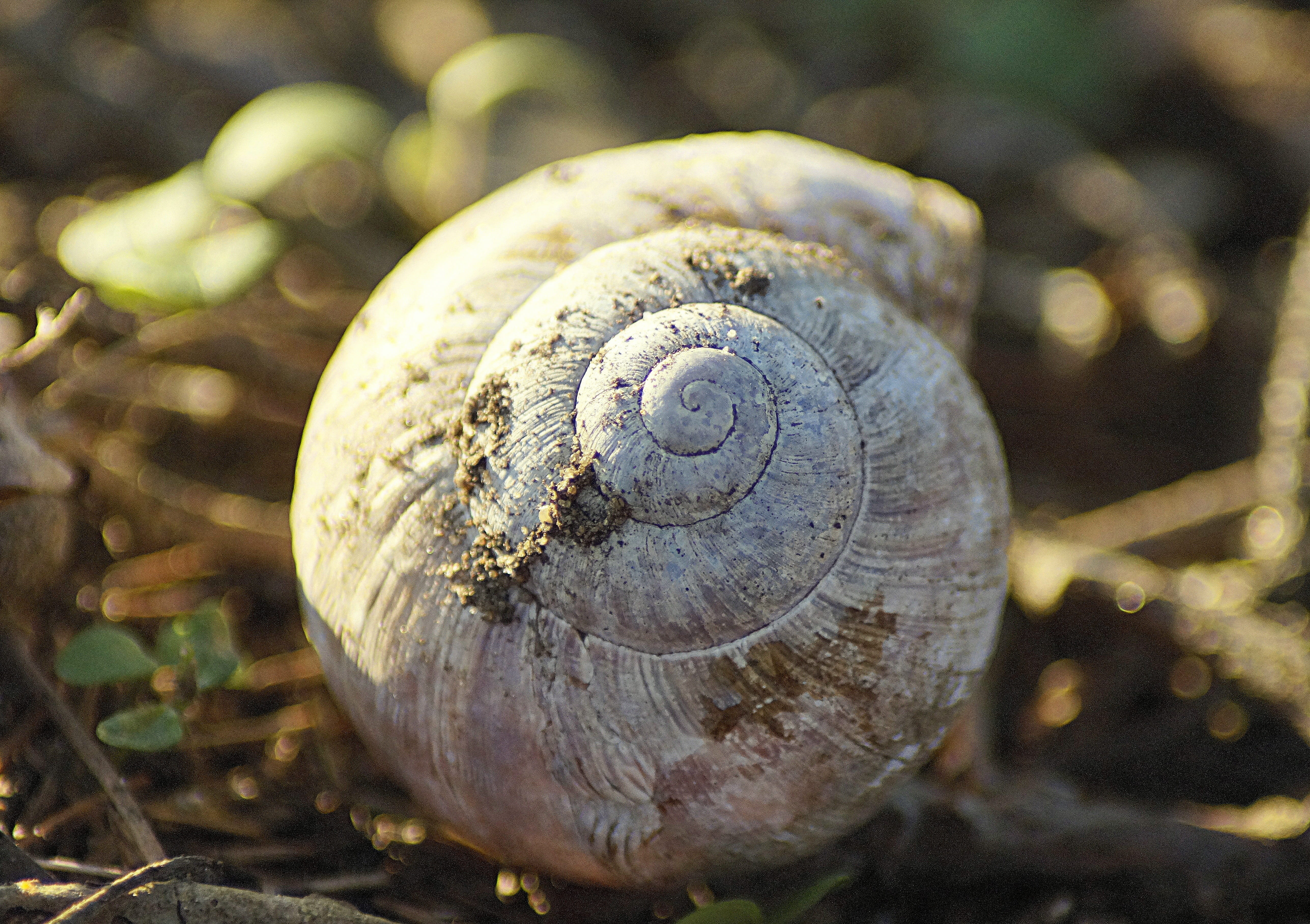 nature, snail, gastropod, animal themes, animal, invertebrate, forest floor, 5K, outdoors, one animal, house, plant, day, land, spiral, animal wildlife, HD Wallpaper
