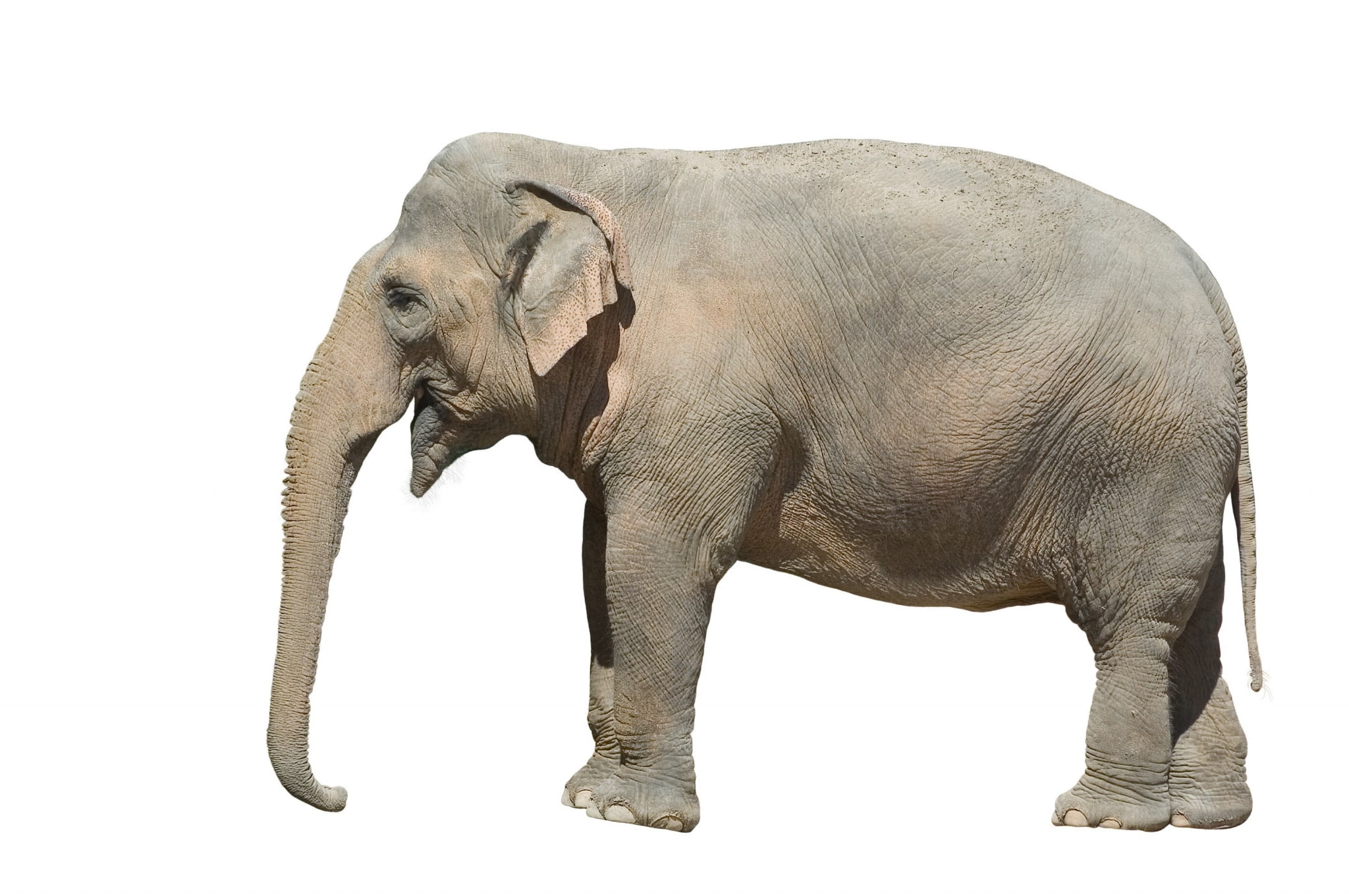 1080P, animal themes, profile view, animal, elephant, no people, vertebrate, asian elephant, indoors, full length, side view, standing, cut out, animal trunk, HD Wallpaper