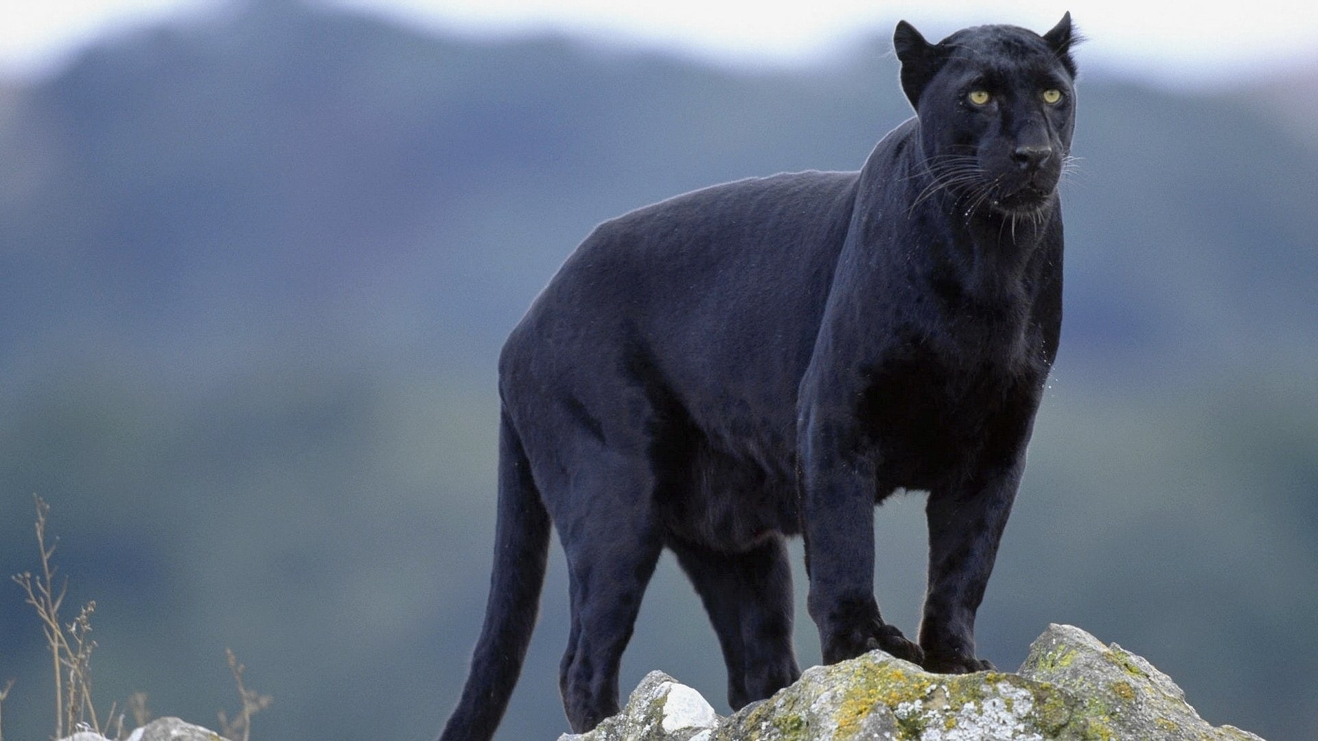 animales, negra, pantera, 1080P, HD Wallpaper