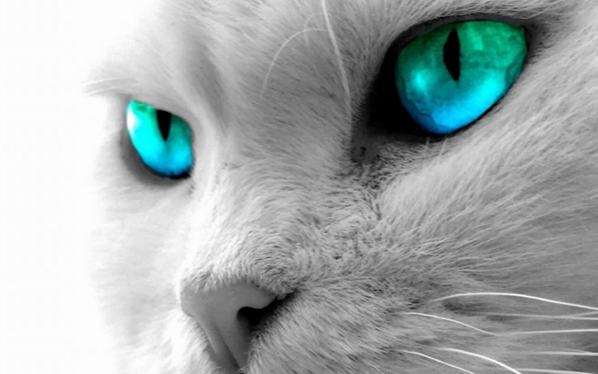 feline, domestic animals, close-up, mammal, pets, looking at camera, blue, one animal, domestic cat, animal nose, whisker, eye, animal head, 1080P, cat, HD Wallpaper