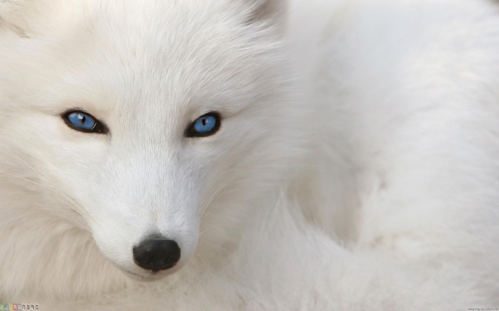 eyes, fox, blue, 1080P, canidae, arctic fox, vulpes lagopus, carnivora, animals, HD Wallpaper