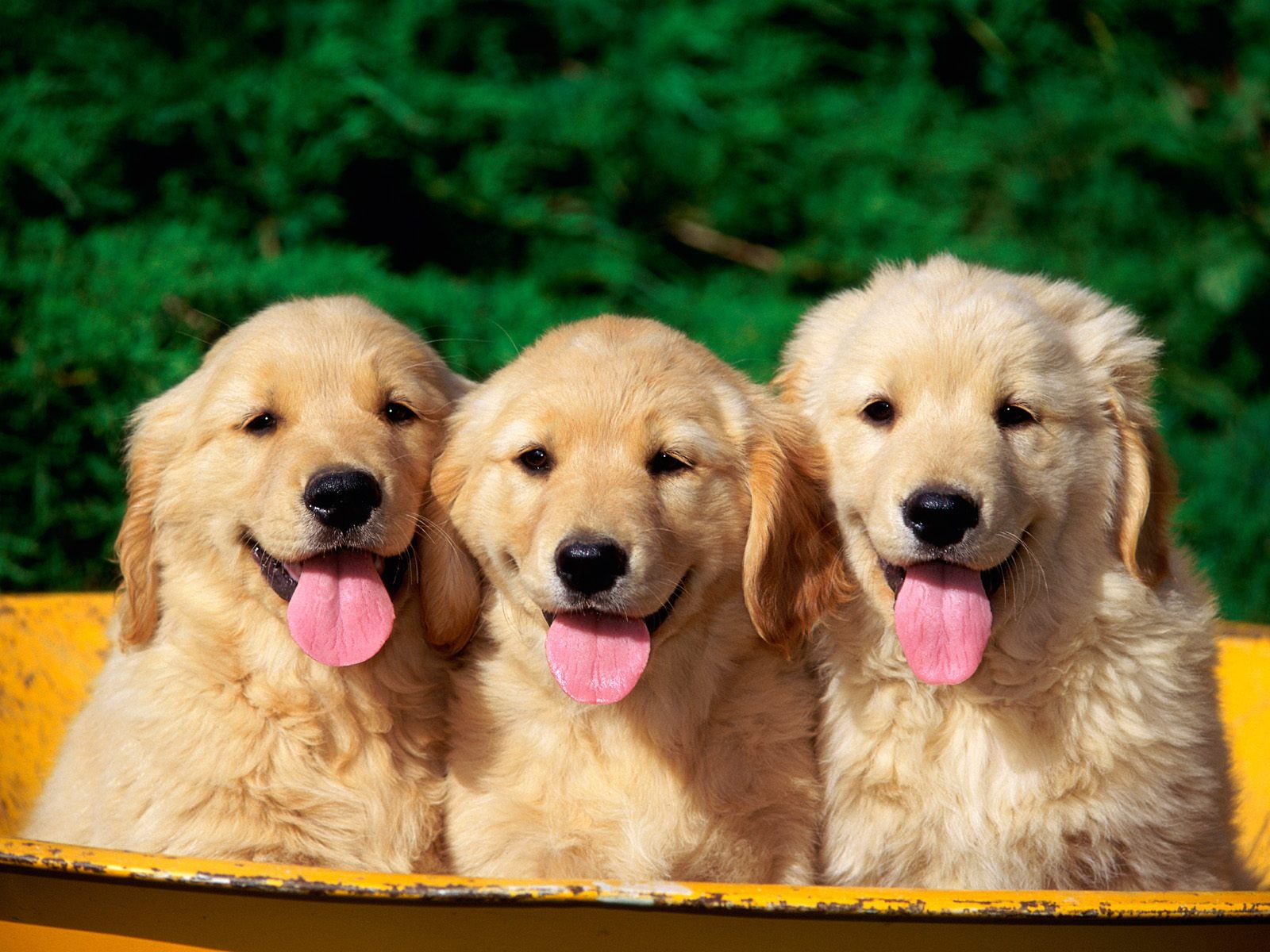 720P, cute, dogs, HD Wallpaper
