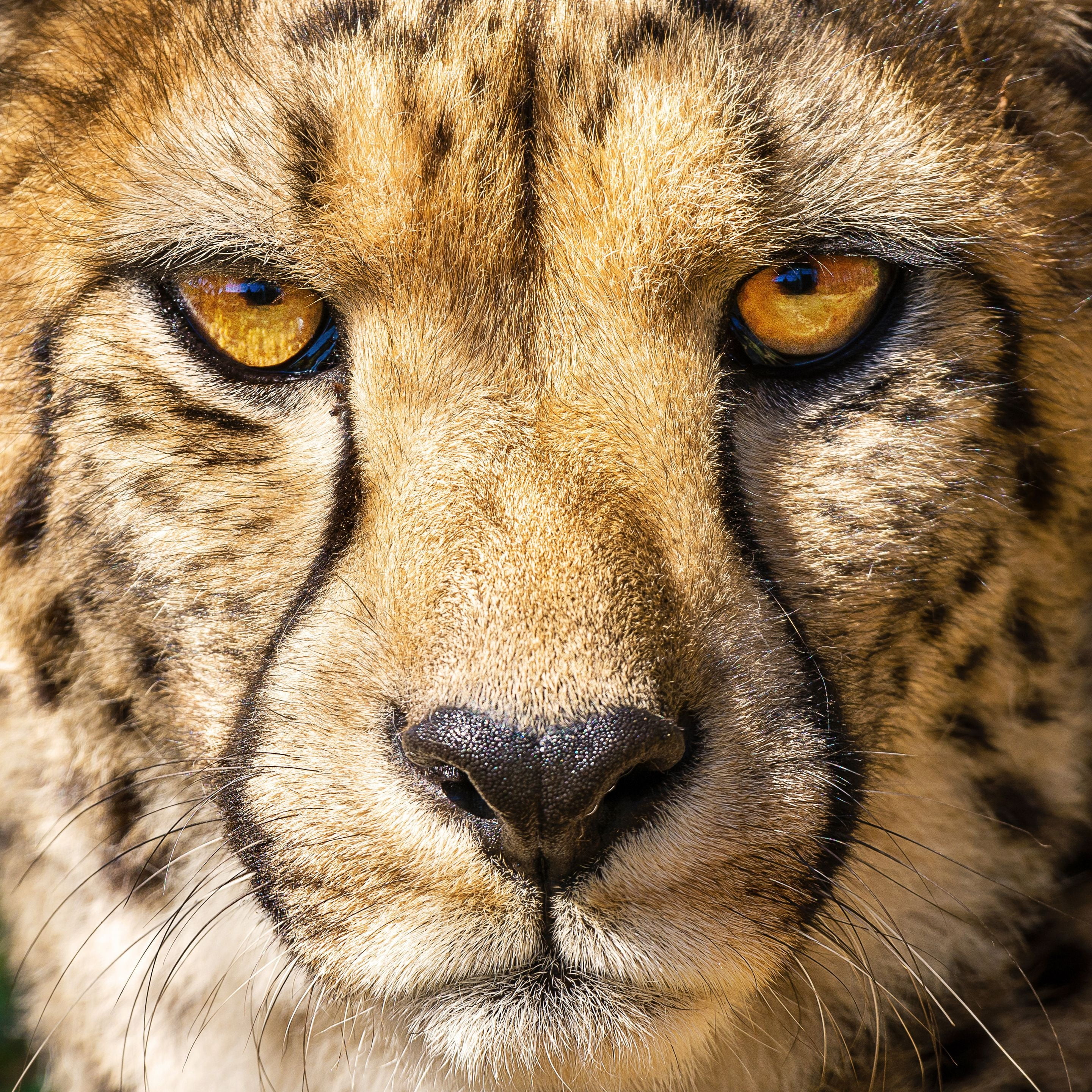 portrait, Cheetah, 2K, Acinonyx jubatus, look, Phone HD Wallpaper