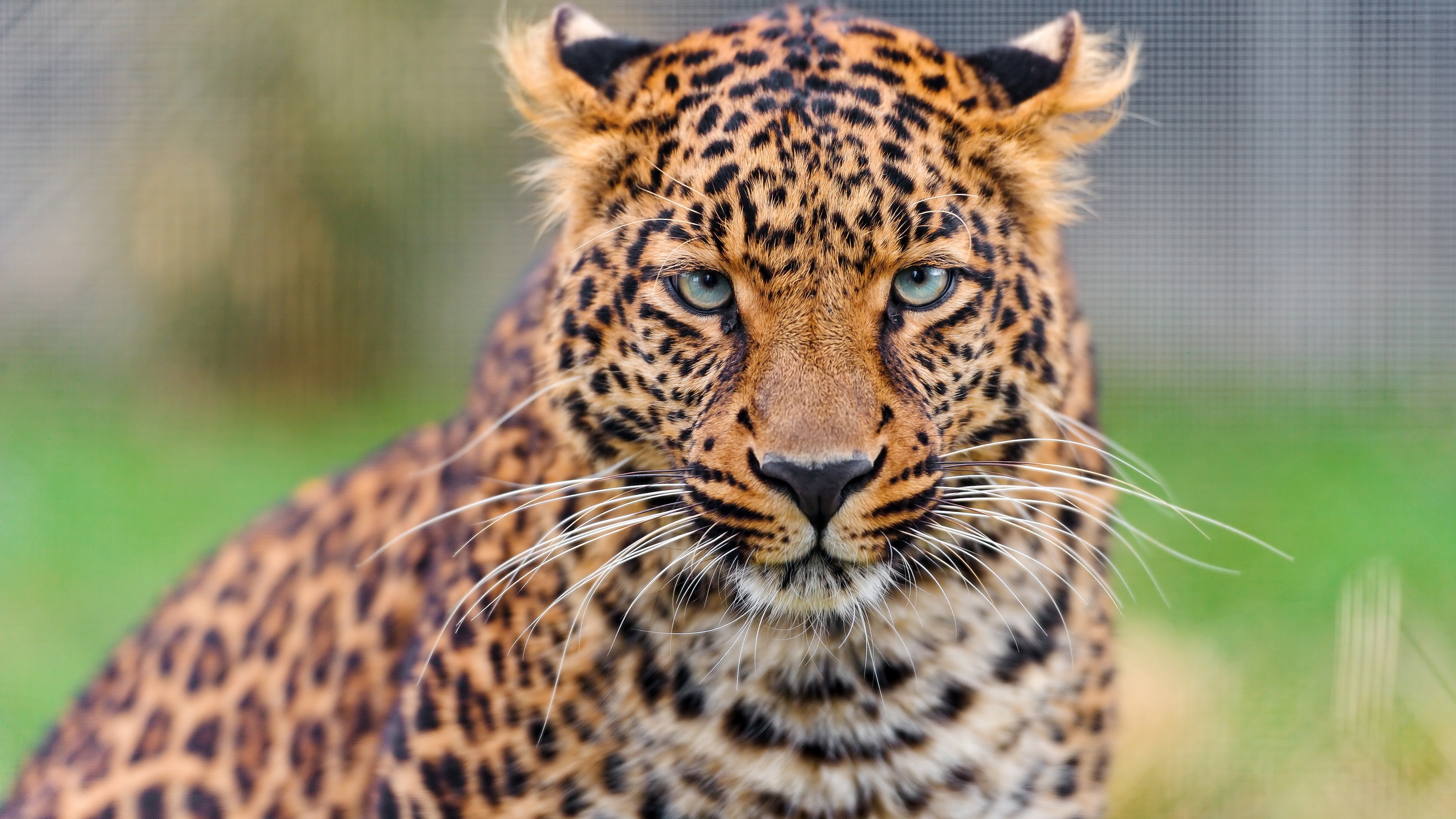 k, young, animal, 4k, 4K, animals, leopard, cheetah, HD Wallpaper