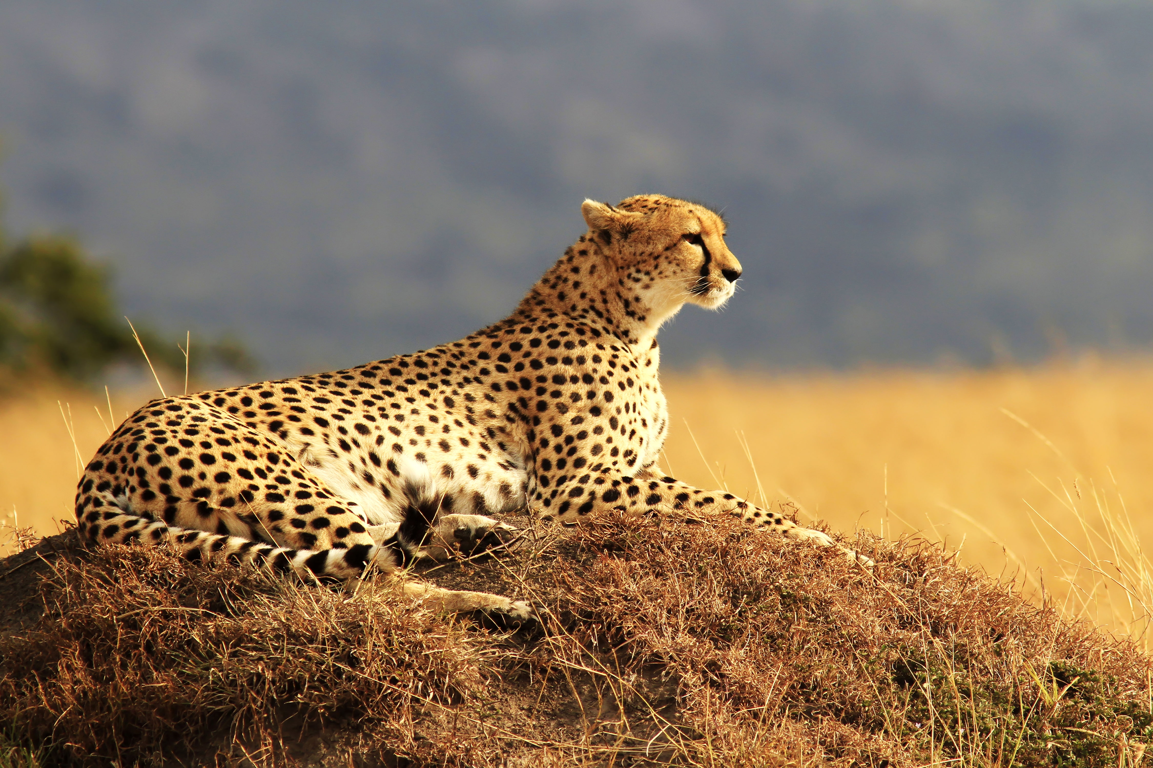 Maasai Mara, 4K, spotted, undomesticated cat, Safari, no people, carnivora, mammal, whisker, National Reserve, animal themes, cat, Kenya, vertebrate, plant, HD Wallpaper