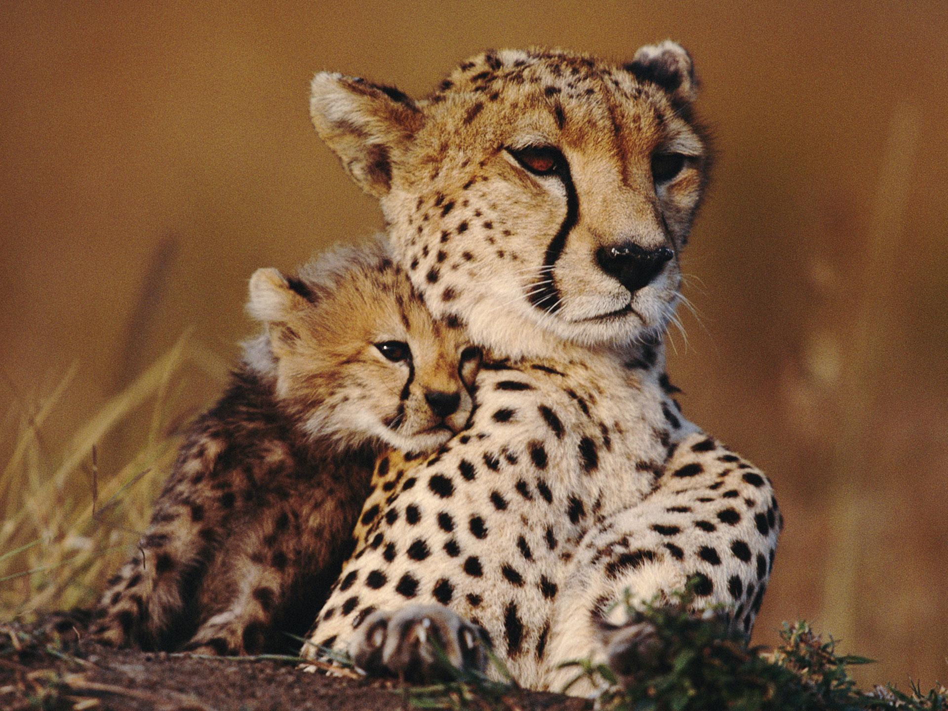 animals, 1080P, animal, cheetah, love, mother, s, baby, sweet, HD Wallpaper