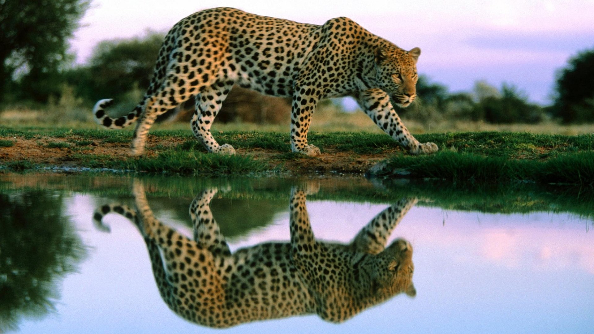 nature, 1080P, safari, outdoors, animal, side view, big cat, drinking, animals in the wild, profile view, animal wildlife, spotted, mammal, undomesticated cat, HD Wallpaper