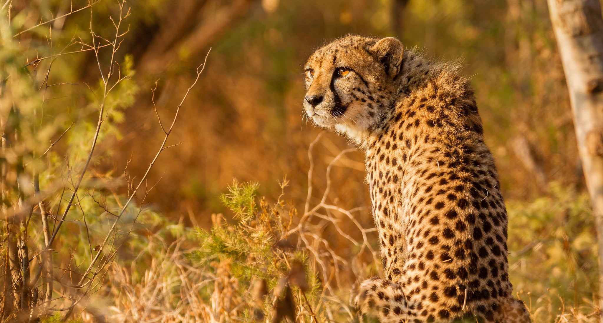 cheetah, animal themes, nature, cat, animal wildlife, feline, safari, no people, hunting, outdoors, animal, grass, carnivora, big cat, alertness, 1080P, HD Wallpaper