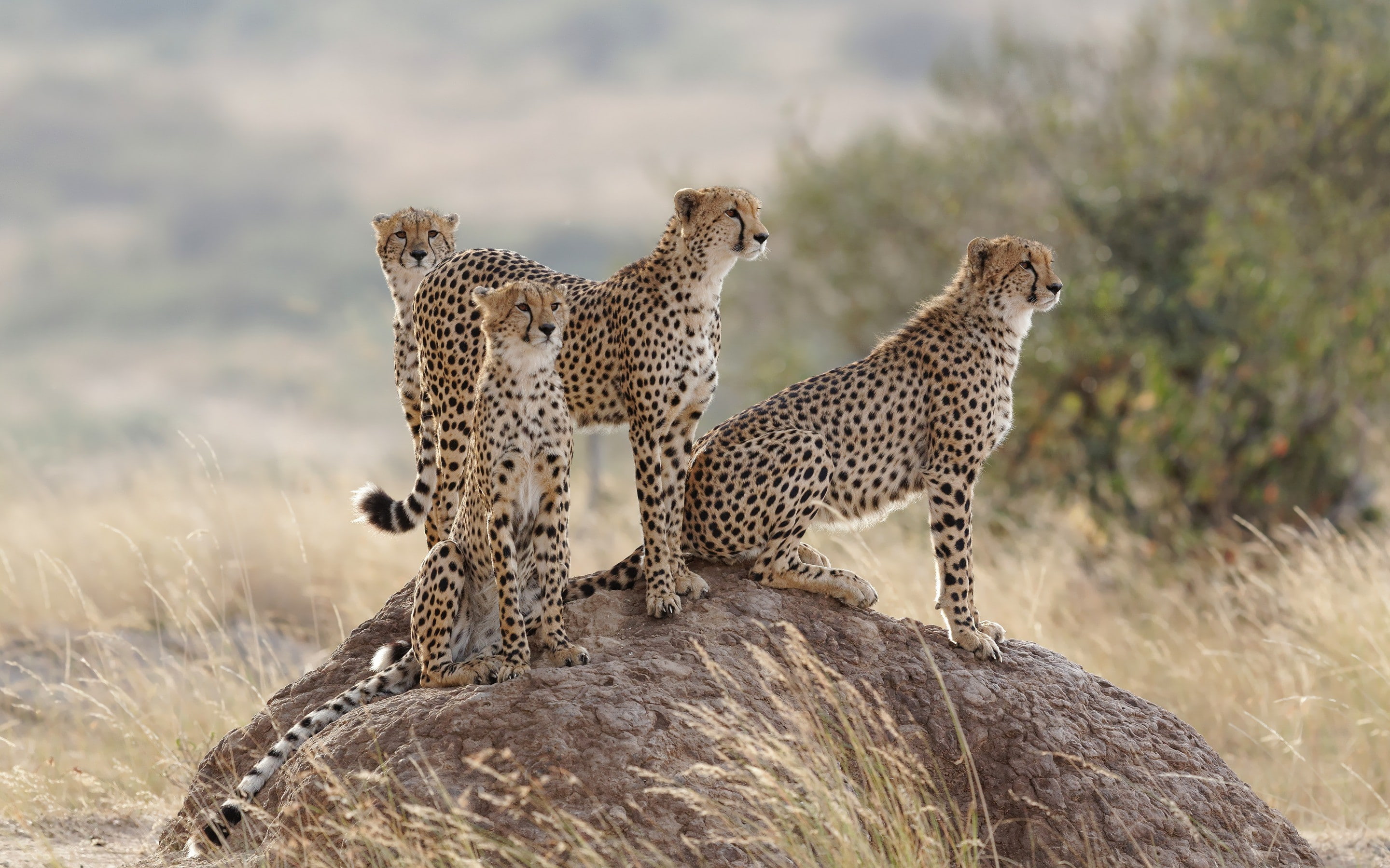 group, cats, grass, 2K, family, cheetah, cheetahs, hill, HD Wallpaper