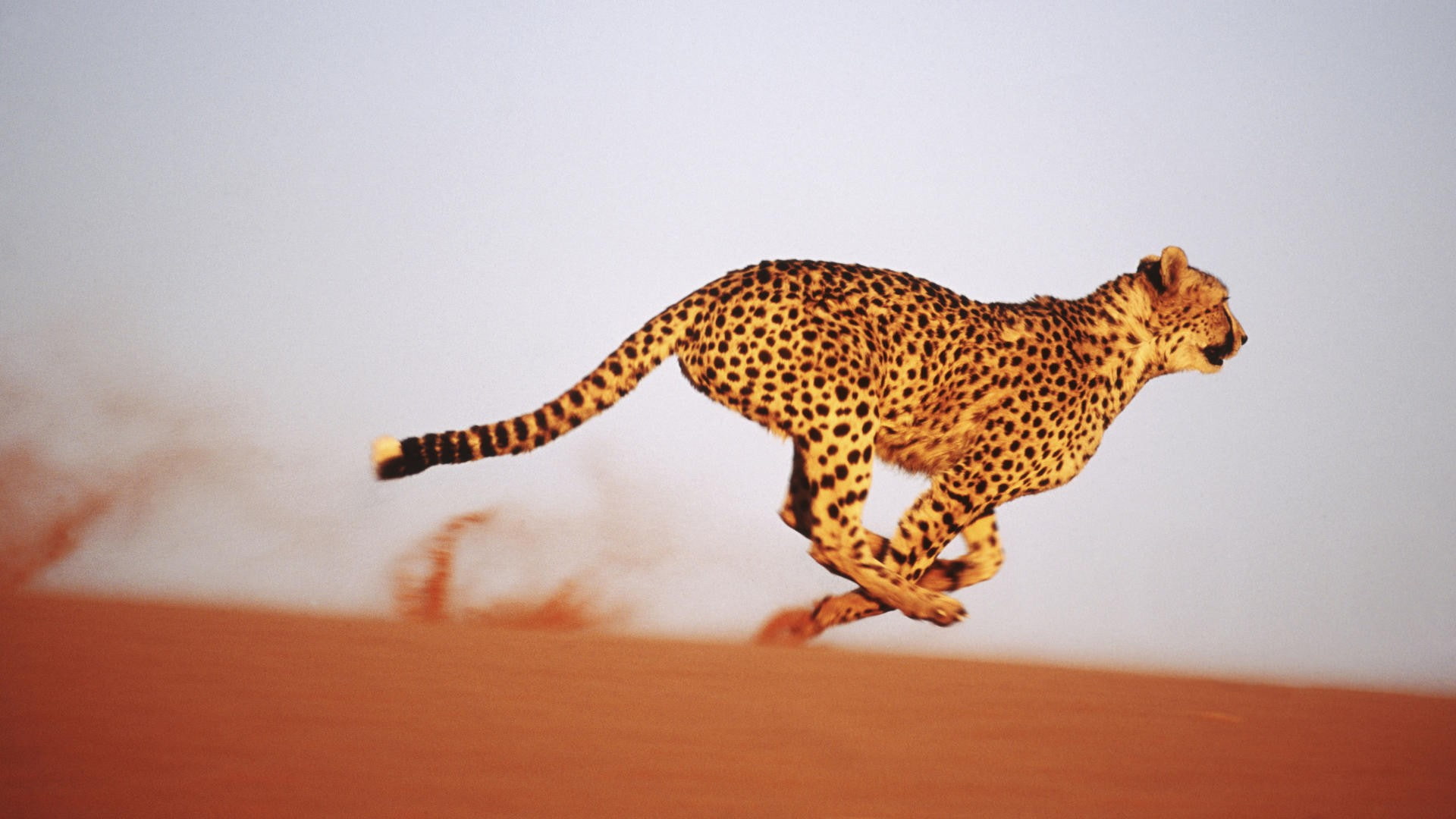 big cat, animal themes, cheetahs, feline, animals in the wild, pets, cheetah, mammal, 1080P, motion, animal, animal wildlife, running, spotted, undomesticated cat, HD Wallpaper