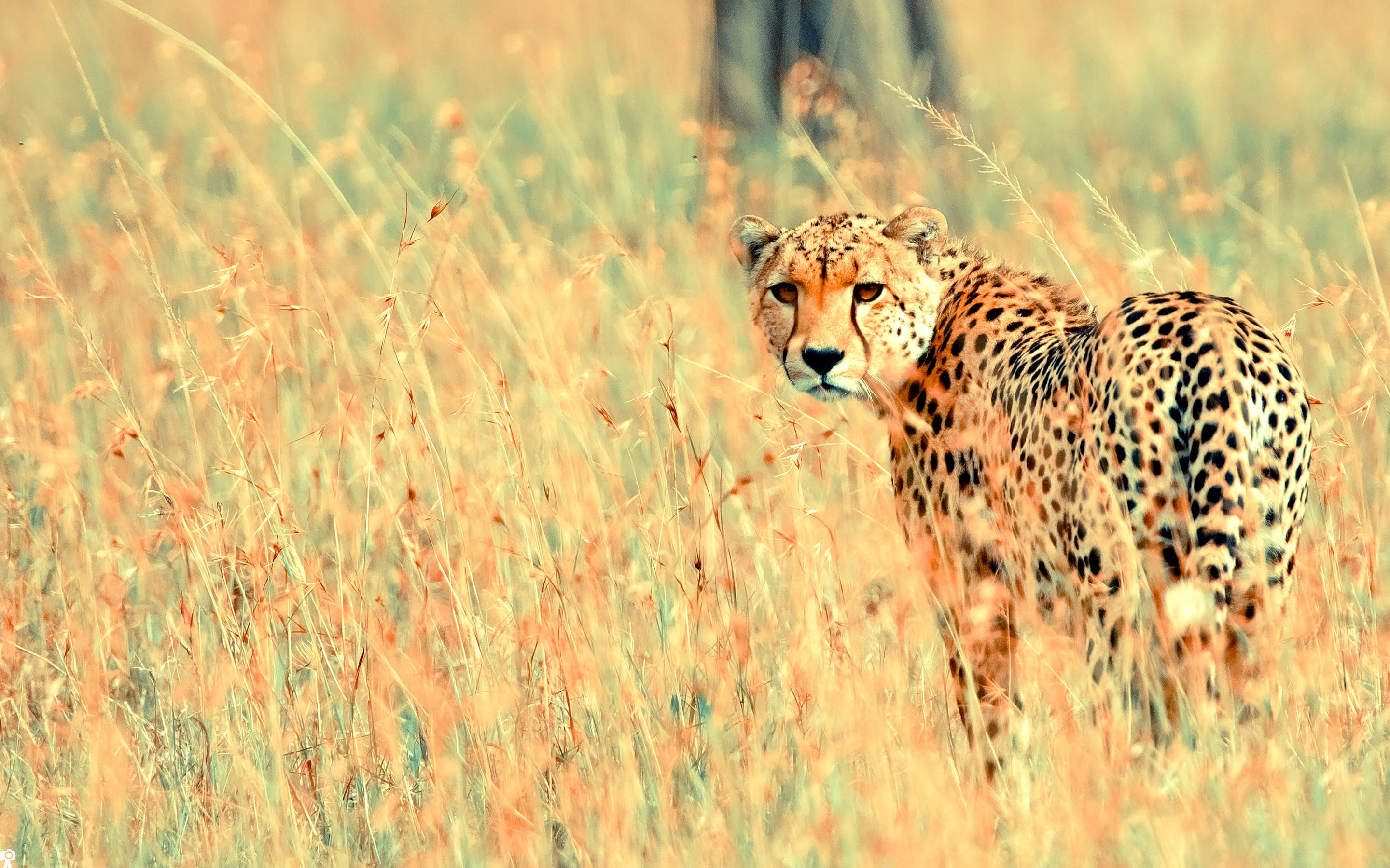outdoors, spotted, one animal, fish, looking at camera, feline, big cat, plant, grass, cheetah, animals in the wild, safari, animal wildlife, no people, HD Wallpaper