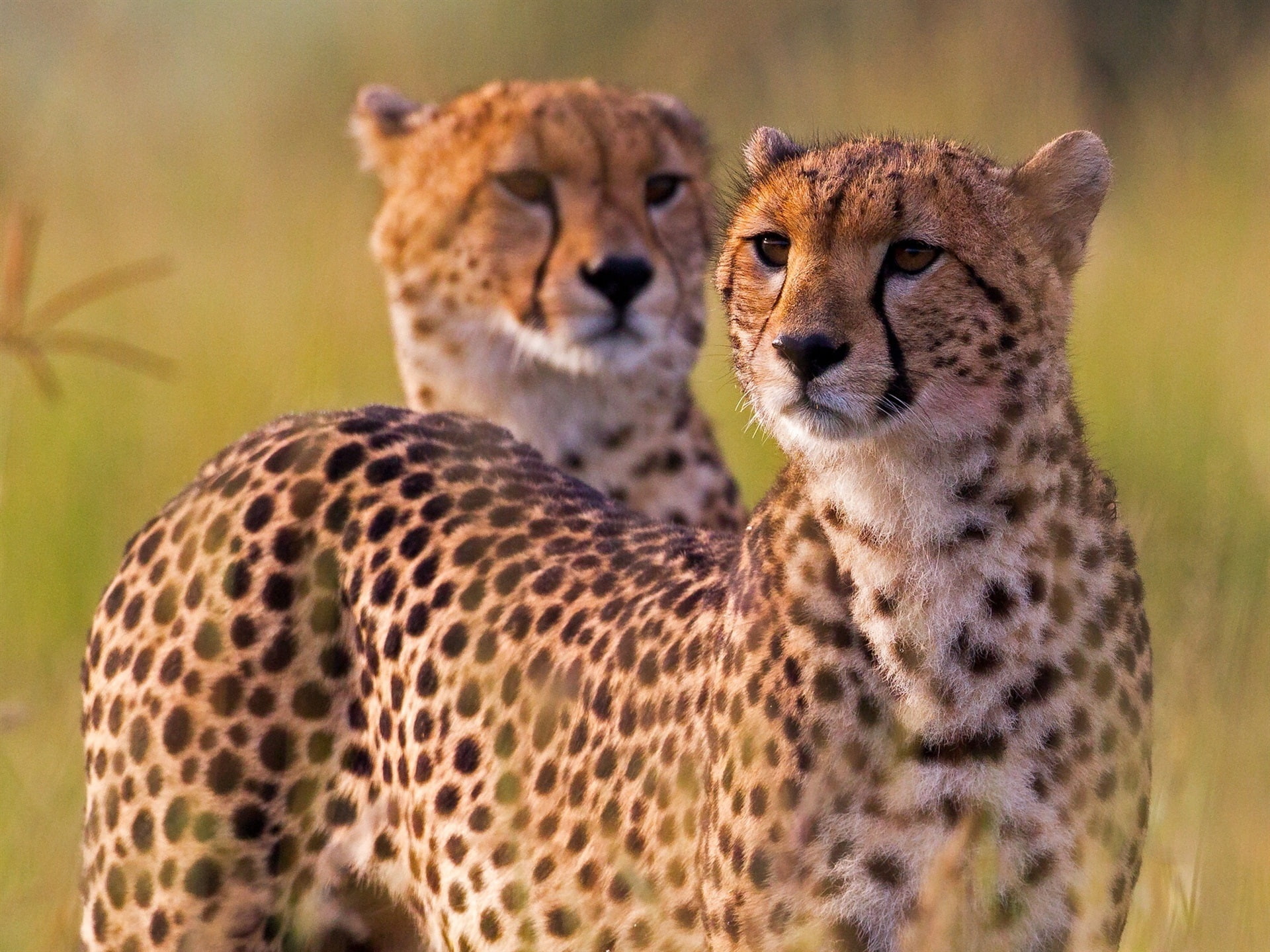 Africa, Cat, two, 1080P, Cheetahs, Wild, HD Wallpaper