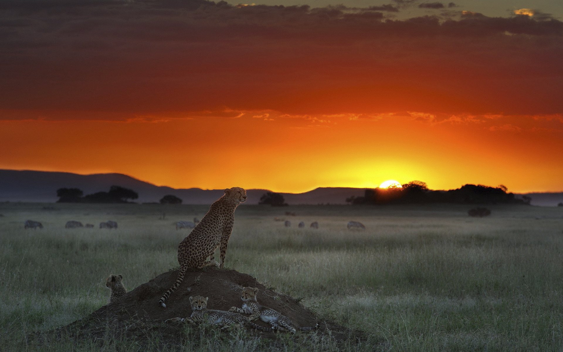 hd, animals, cheetah, cubs, 1080P, sunset, HD Wallpaper