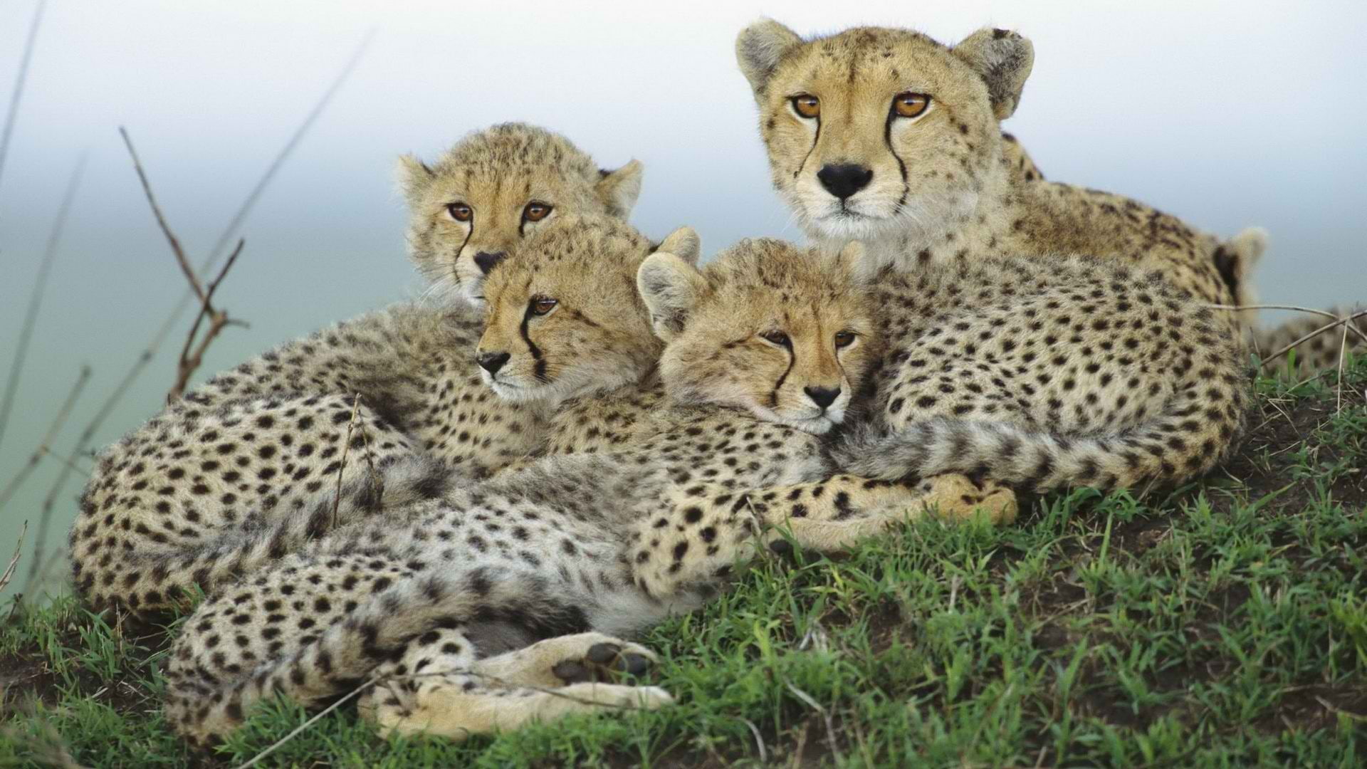 cheetah, cub, hd, animals, 1080P, HD Wallpaper