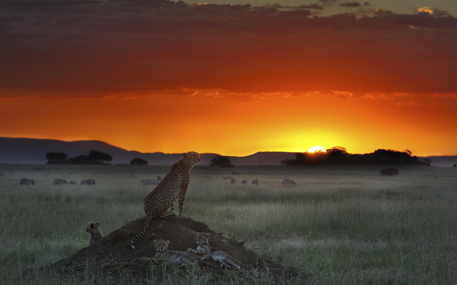 cheetah, sunset, buffaloes, cheetahs, cubs, 1080P, field, animals, HD Wallpaper