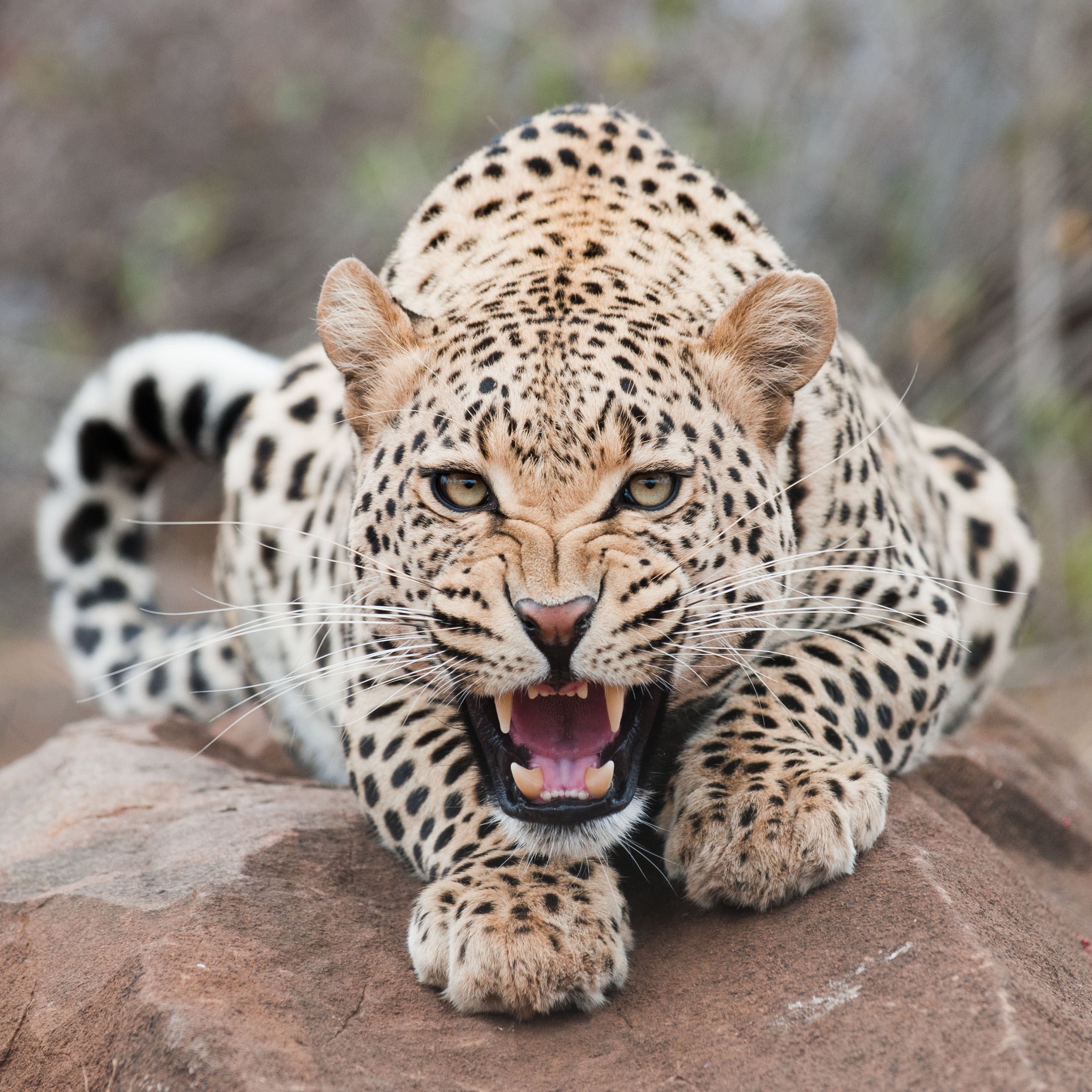 mouth, close-up, animal Head, anger, no People, africa, portrait, animal themes, feline, looking at camera, wilderness Area, endangered Species, teeth, Phone HD Wallpaper