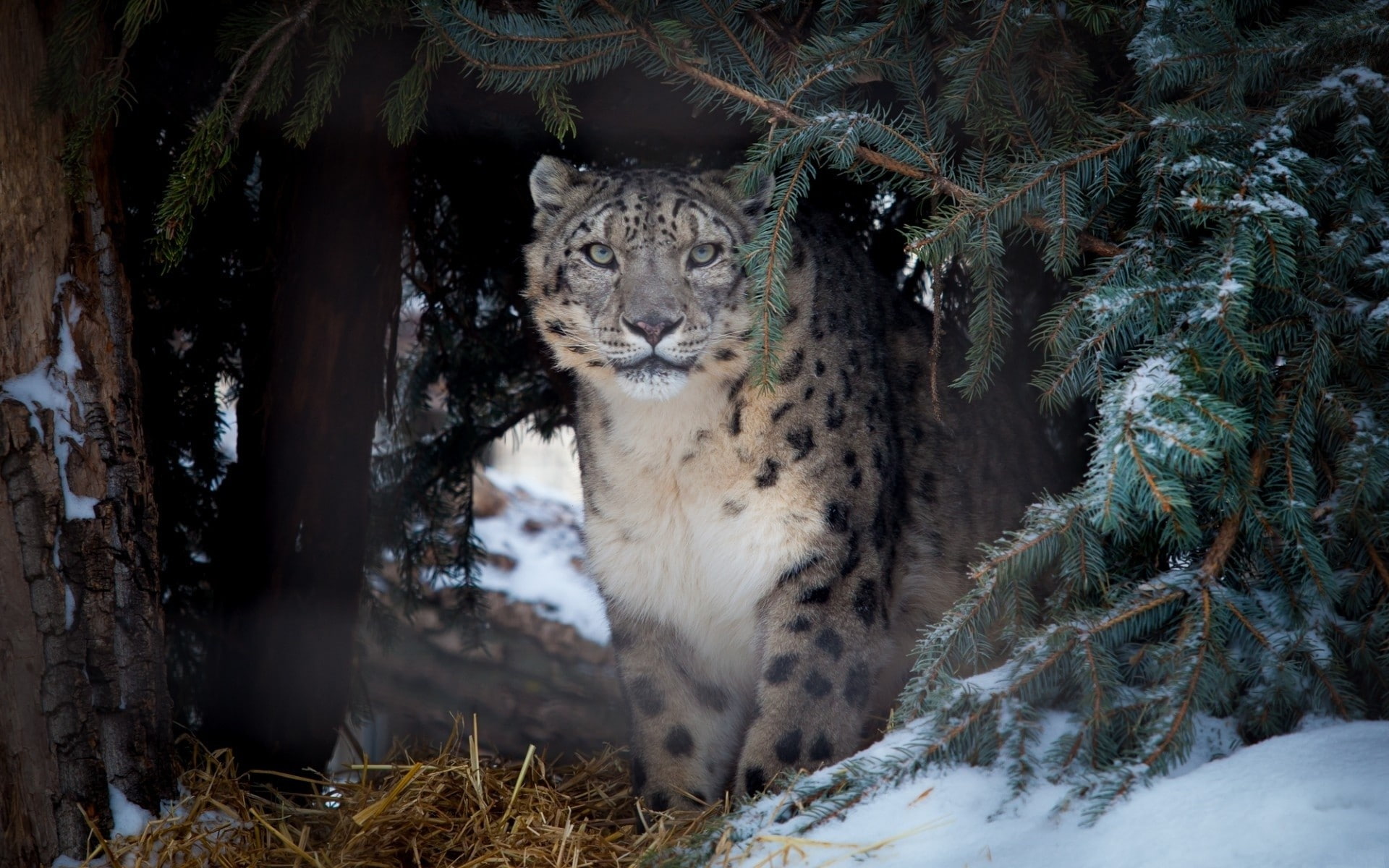 land, tree, snow, 1080P, feline, whisker, plant, cat, nature, animals in the wild, mammal, animal, winter, animal wildlife, one animal, carnivora, snow leopards, HD Wallpaper