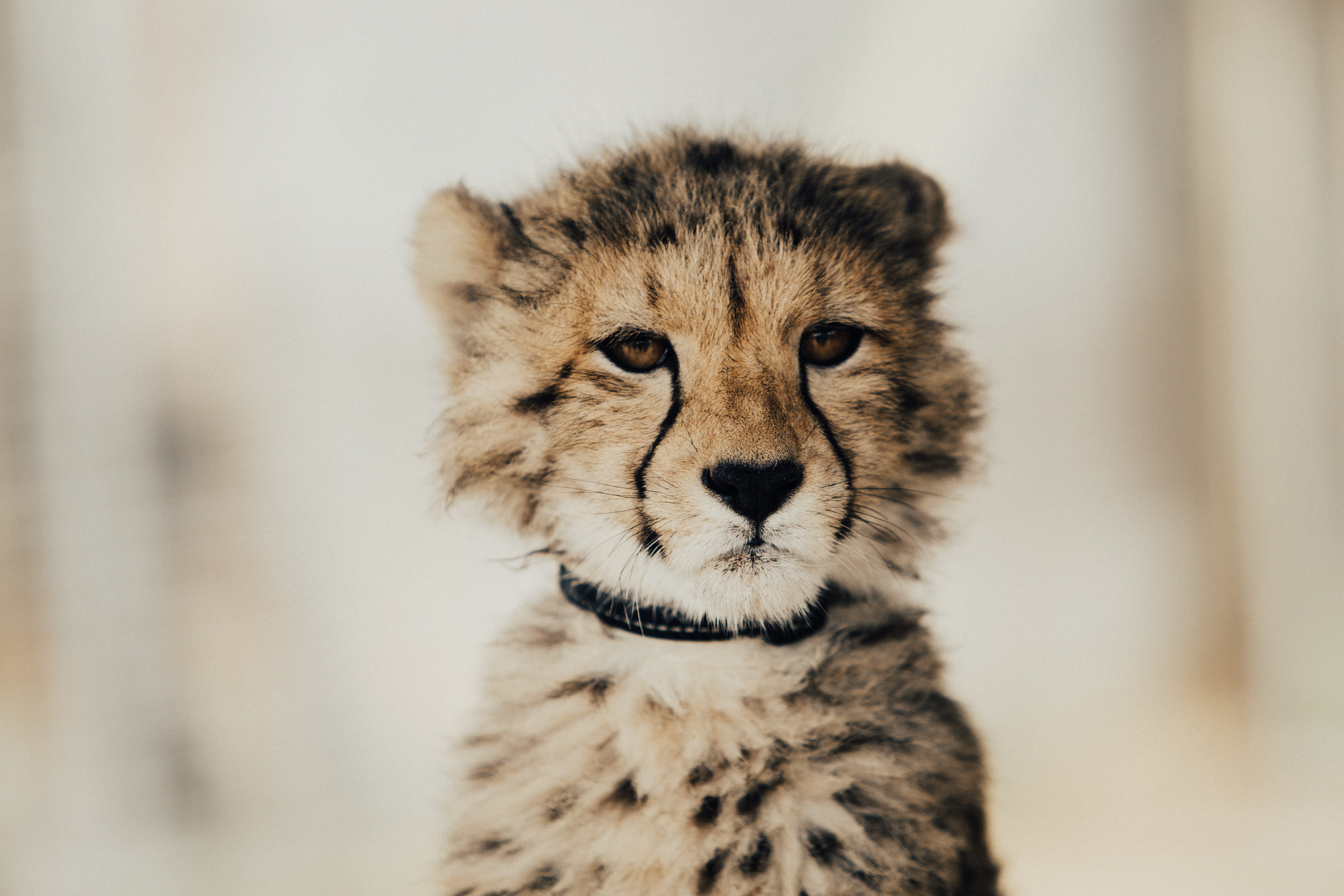 big Cat, wildlife, fluffy, animal body part, undomesticated Cat, cat, young Animal, black, Cheetah, no people, feline, animal wildlife, carnivore, animals Hunting, HD Wallpaper