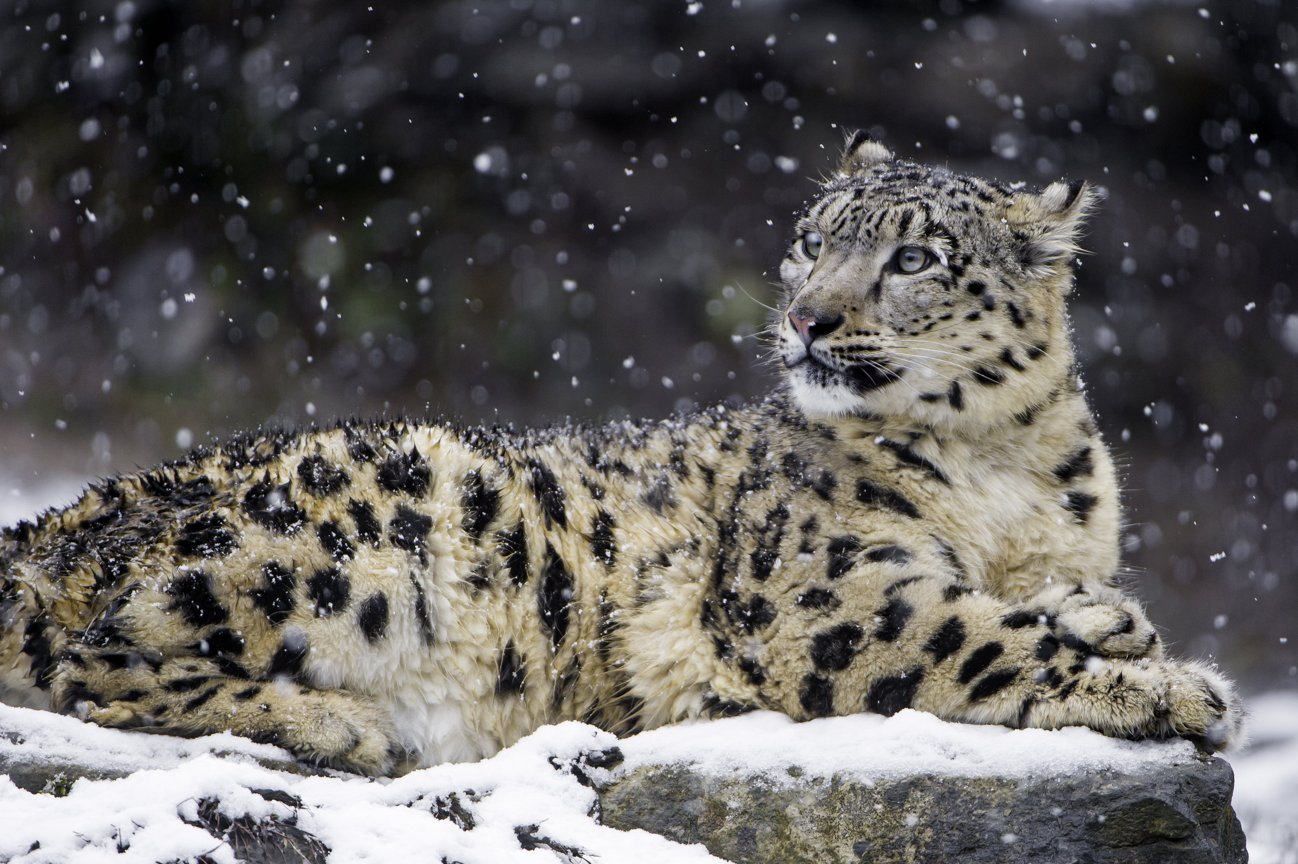 wild  cat, Orya, fresh, uncia, female, wildlife, switzerland, fluffy, snow  white, nikon  d4, winter, white, wild, white and black, 4K, lying down, nature, HD Wallpaper