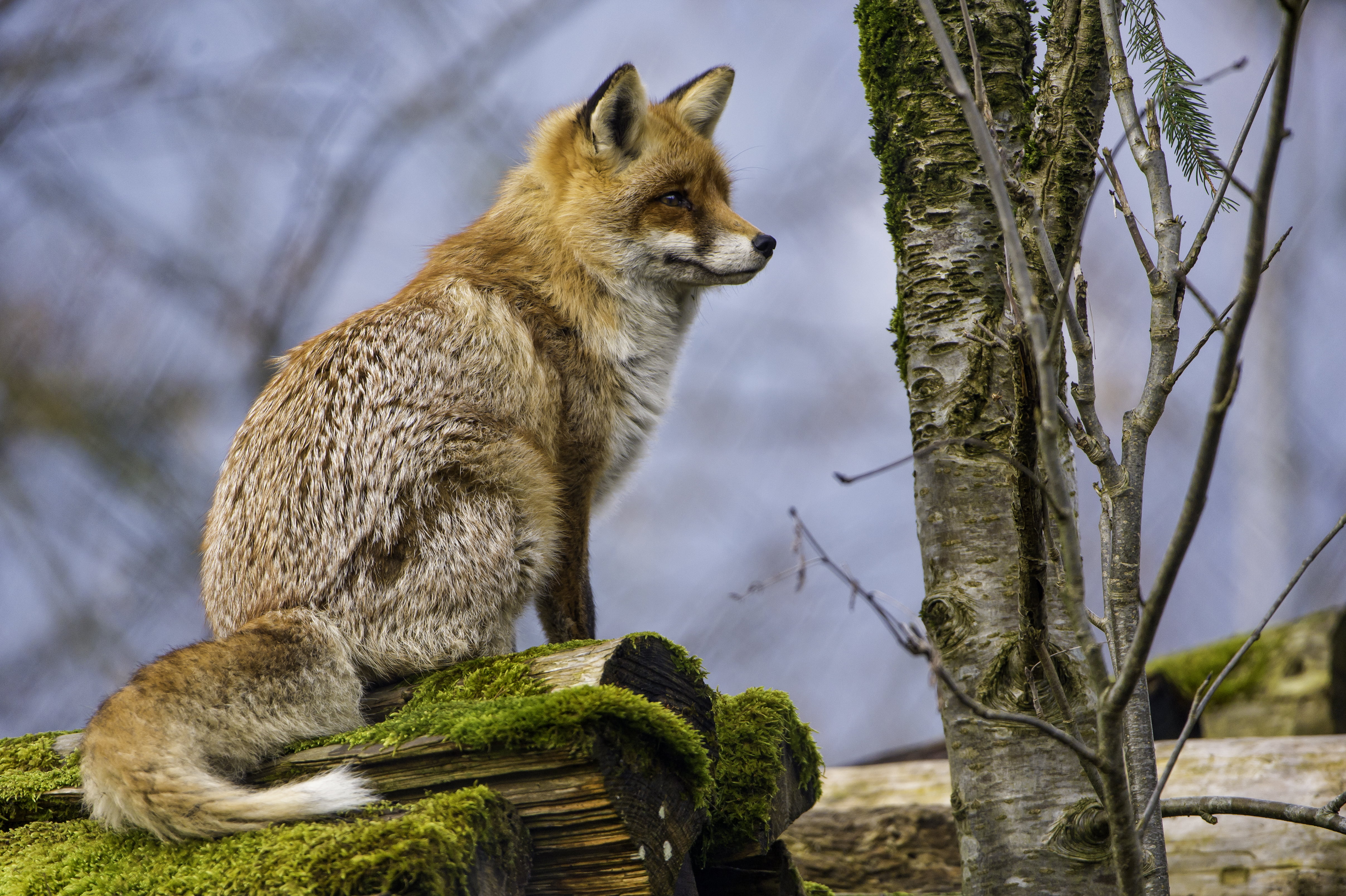wood, portrait, 4K, zoo, animals In The Wild, canid, vixen, canine, female, attentive, nature, brown, beige, wildlife, tierpark, switzerland, tree, near, HD Wallpaper