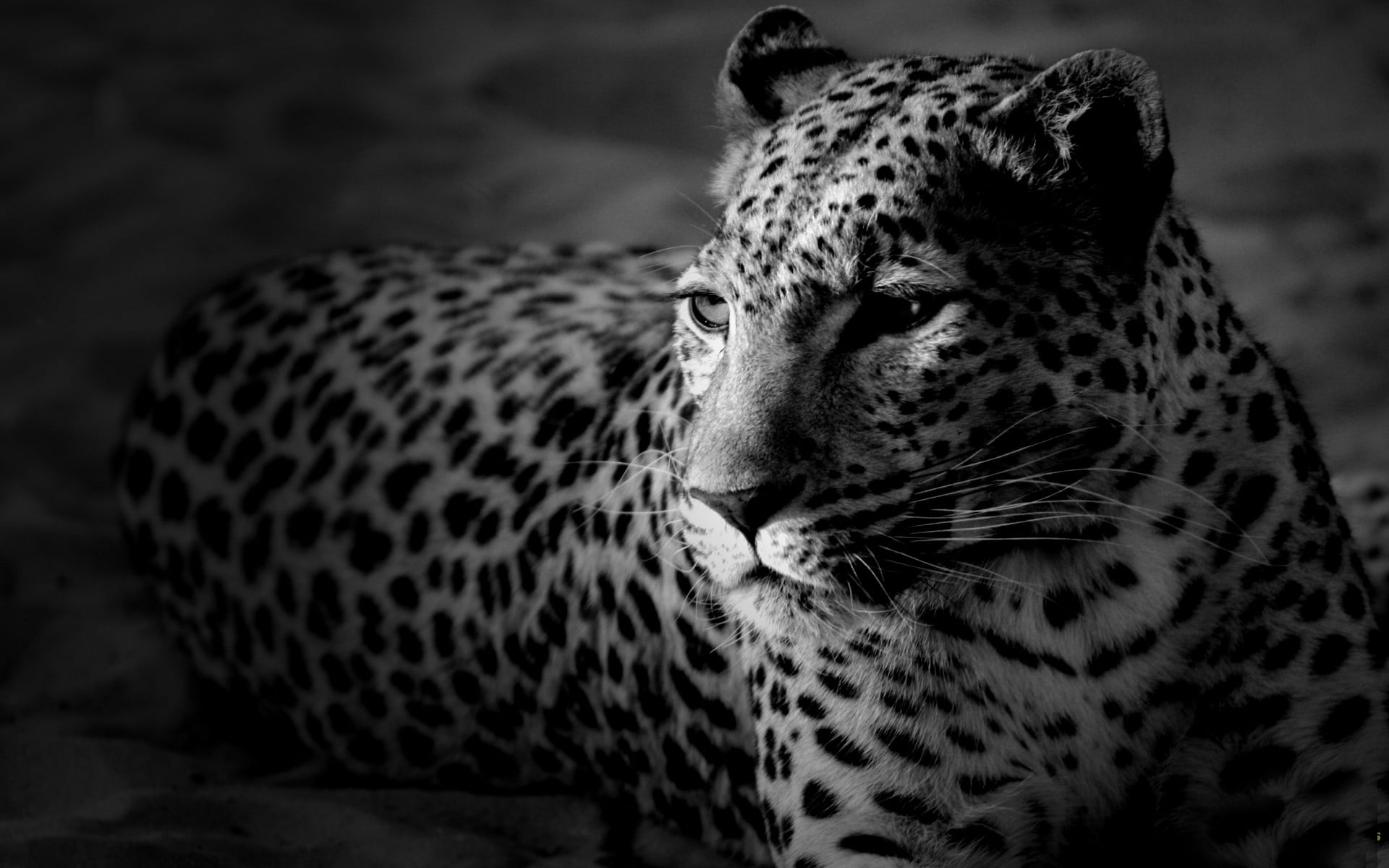 one animal, vertebrate, wilderness Area, majestic, animals Hunting, carnivore, animal, nature, color, large, undomesticated Cat, animal themes, fur, africa, HD Wallpaper