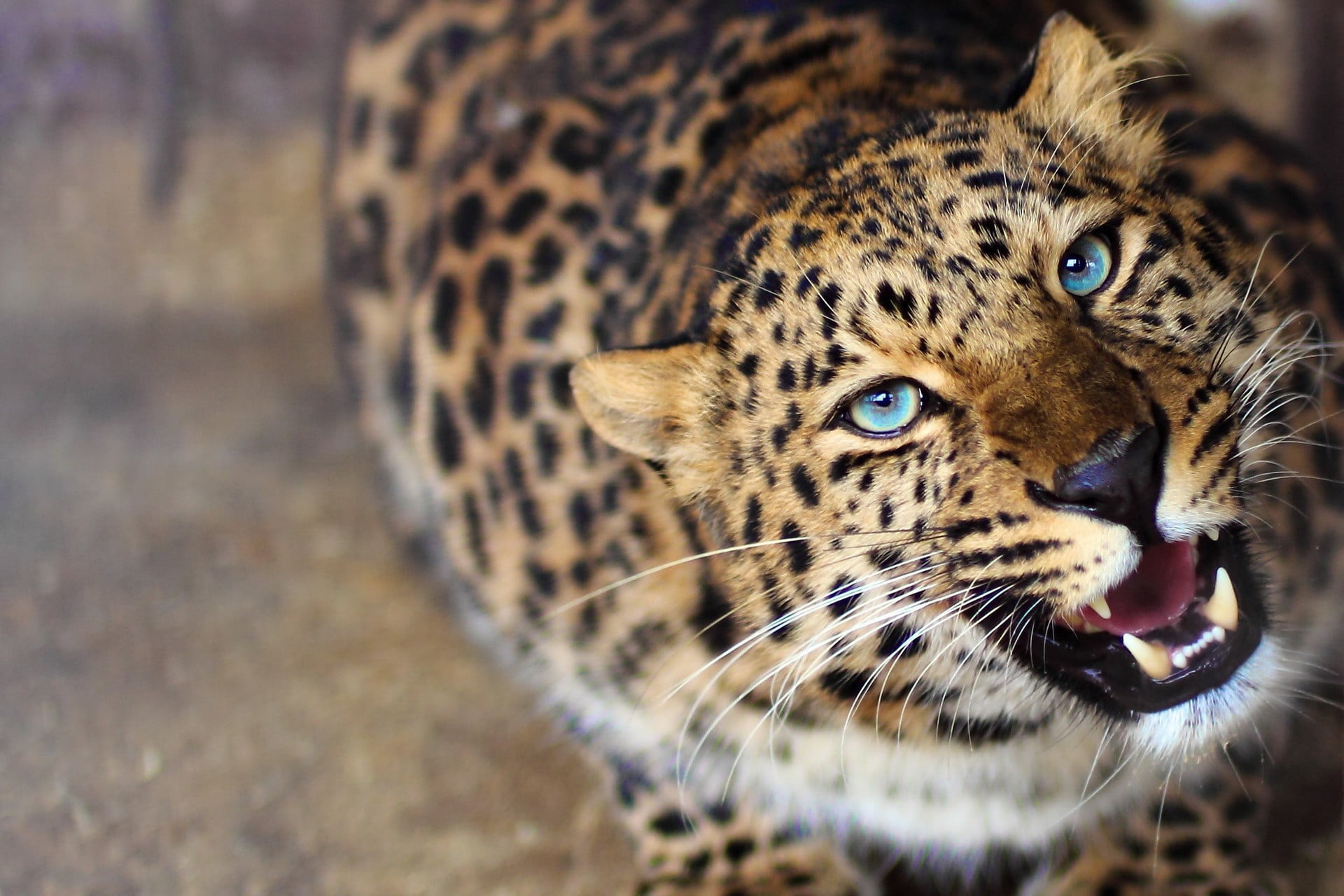 animal body part, portrait, blurred, no people, big cat, animal head, close-up, animal eye, animals, animal, animal themes, anger, big cats, one animal, HD Wallpaper