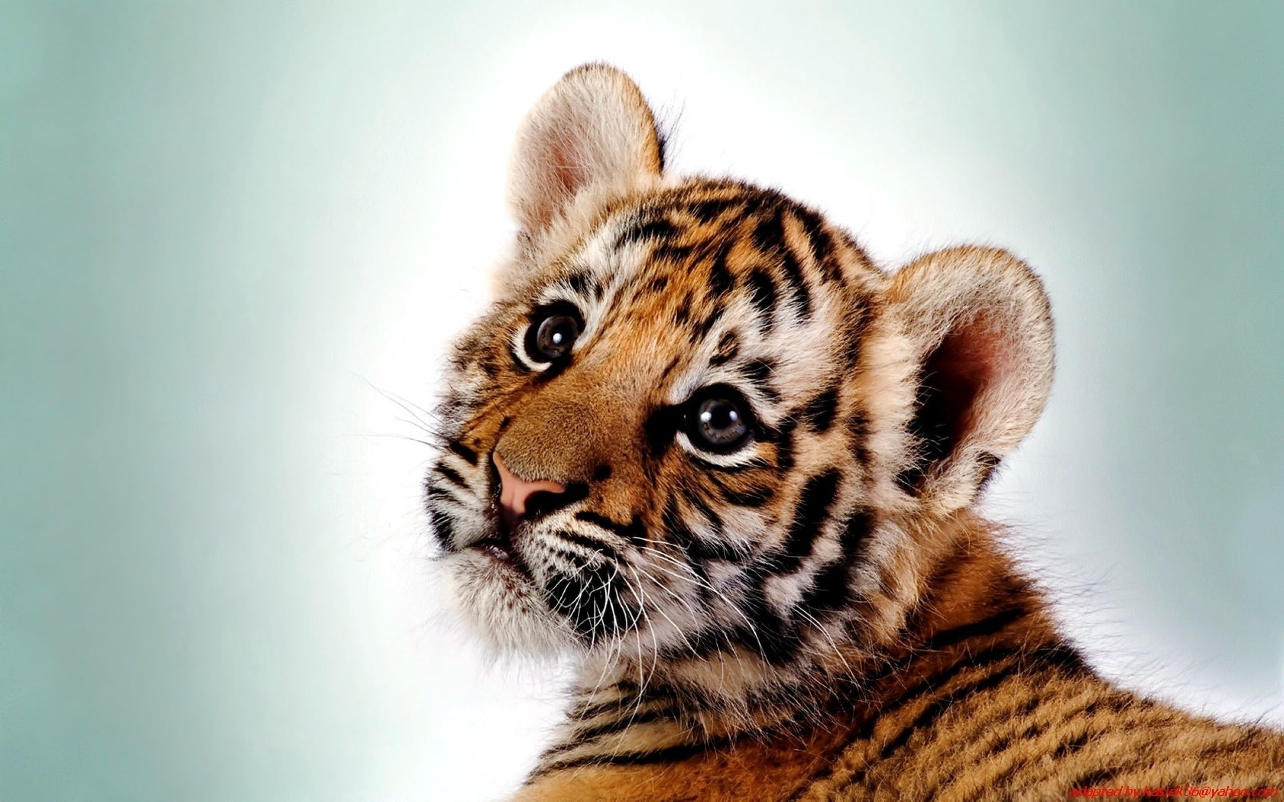 big Cat, one Animal, animal markings, looking, undomesticated Cat, animal Head, animal, close-up, danger, studio shot, staring, fur, mammal, animal wildlife, HD Wallpaper