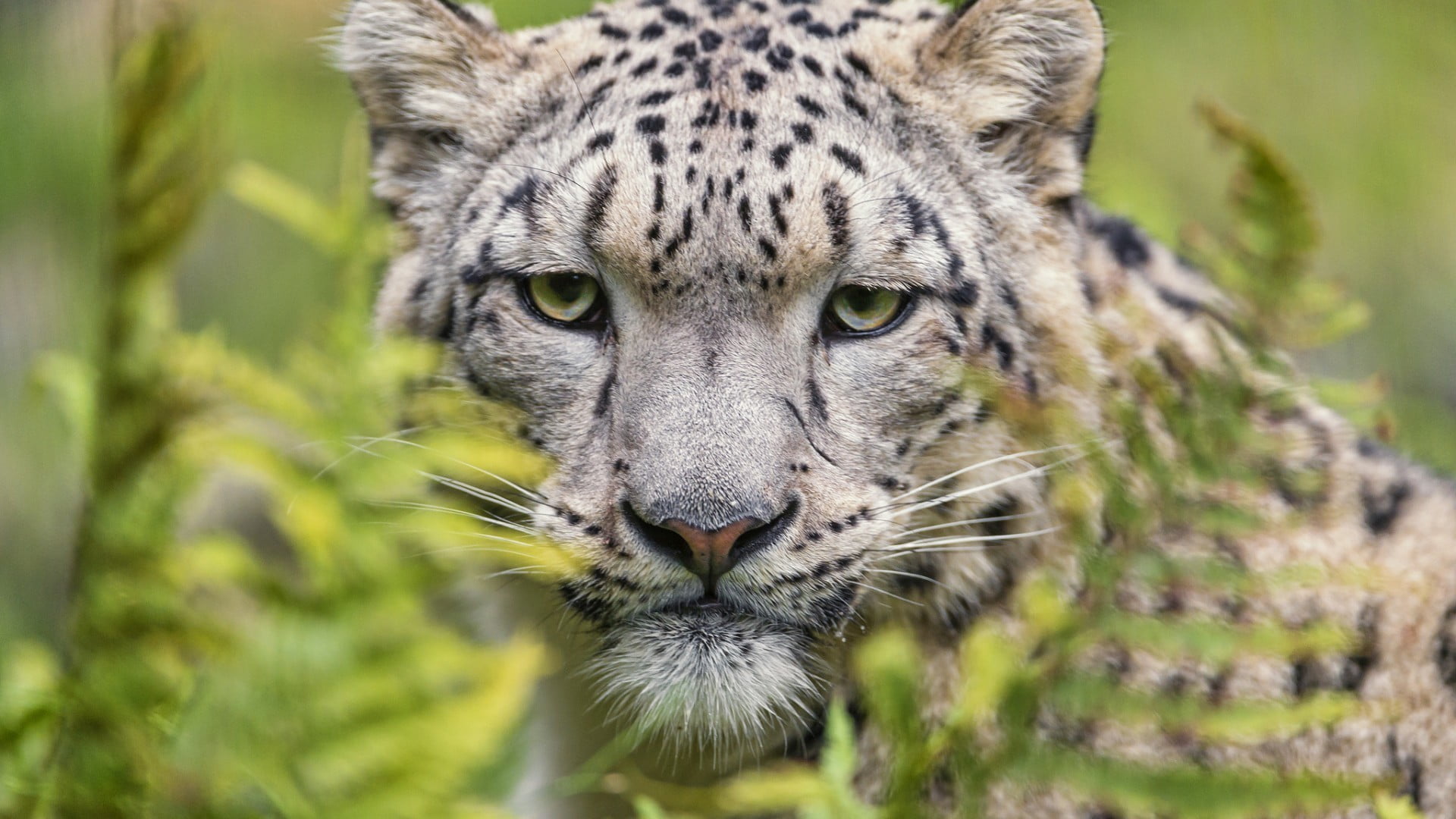 1080P, black, whisker, animal head, gray, plant, one animal, mammal, animal themes, feline, no people, snow leopards, aggression, day, animals, animals in the wild, HD Wallpaper