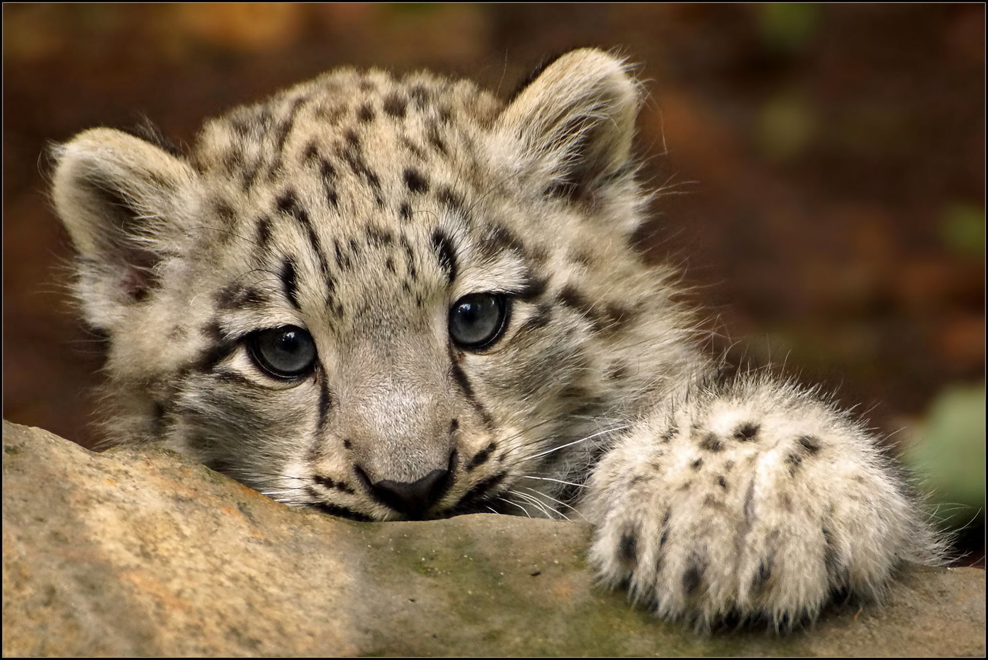 young animal, IRBIS, 1080P, paw, carnivora, day, leopard, kitty, snow, mammal, outdoors, animal themes, looking at camera, animal wildlife, feline, one animal, HD Wallpaper