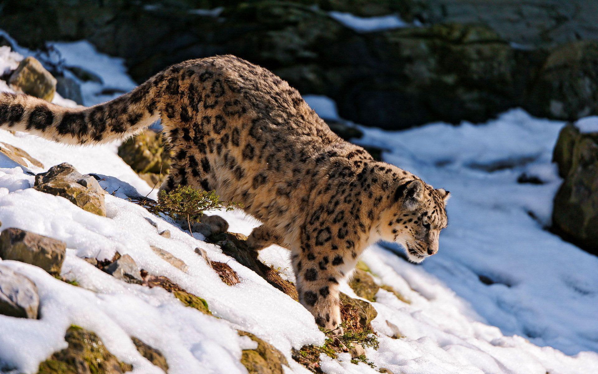 1920x1200, black, 1080P, going, brown, animals, cliff, leopard, snow, cheetah, snow leopard, HD Wallpaper