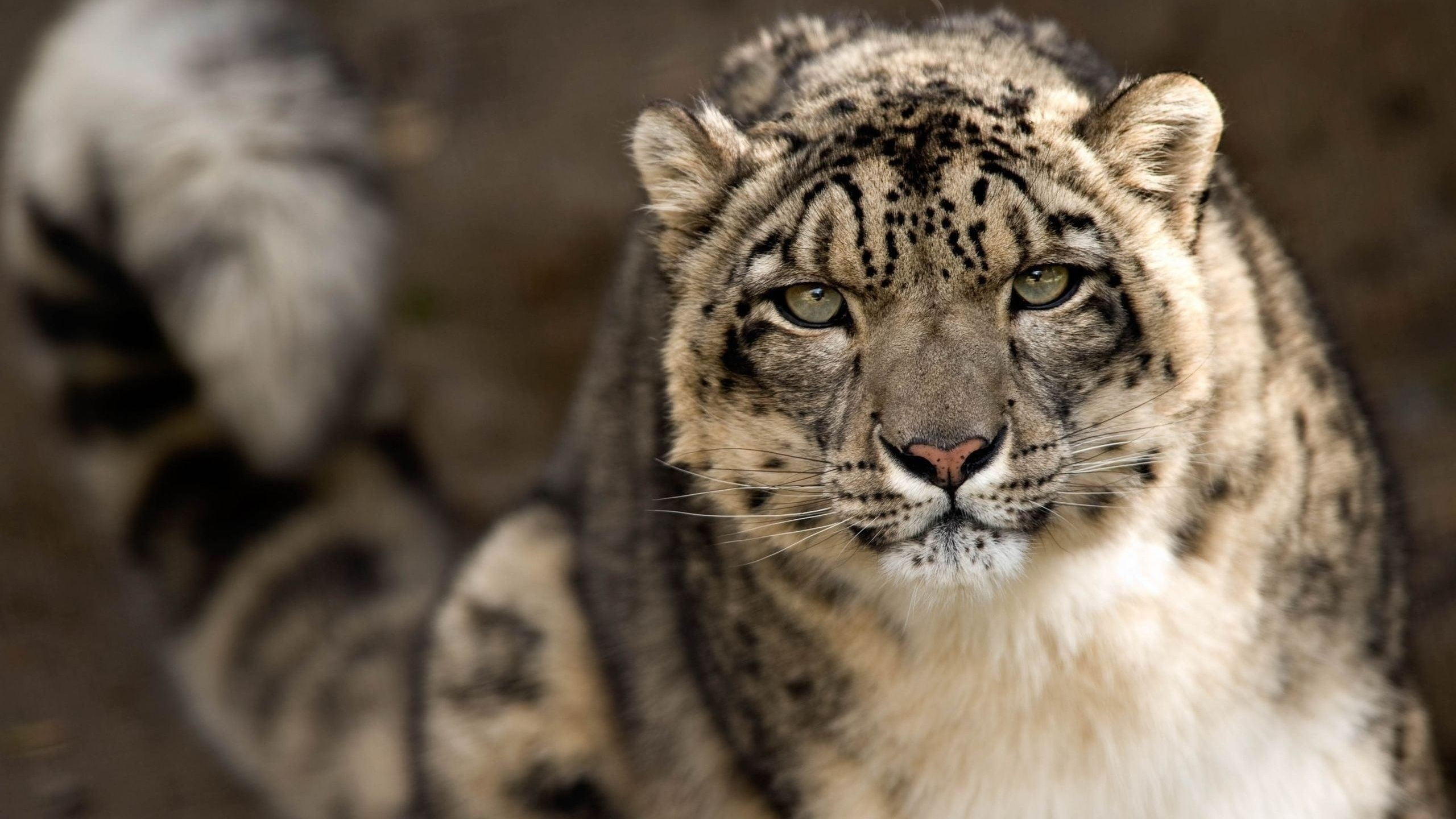 big cat, one animal, portrait, undomesticated cat, gray, tiger, animals in the wild, no people, white, animal body part, mammal, carnivora, snow leopards, HD Wallpaper