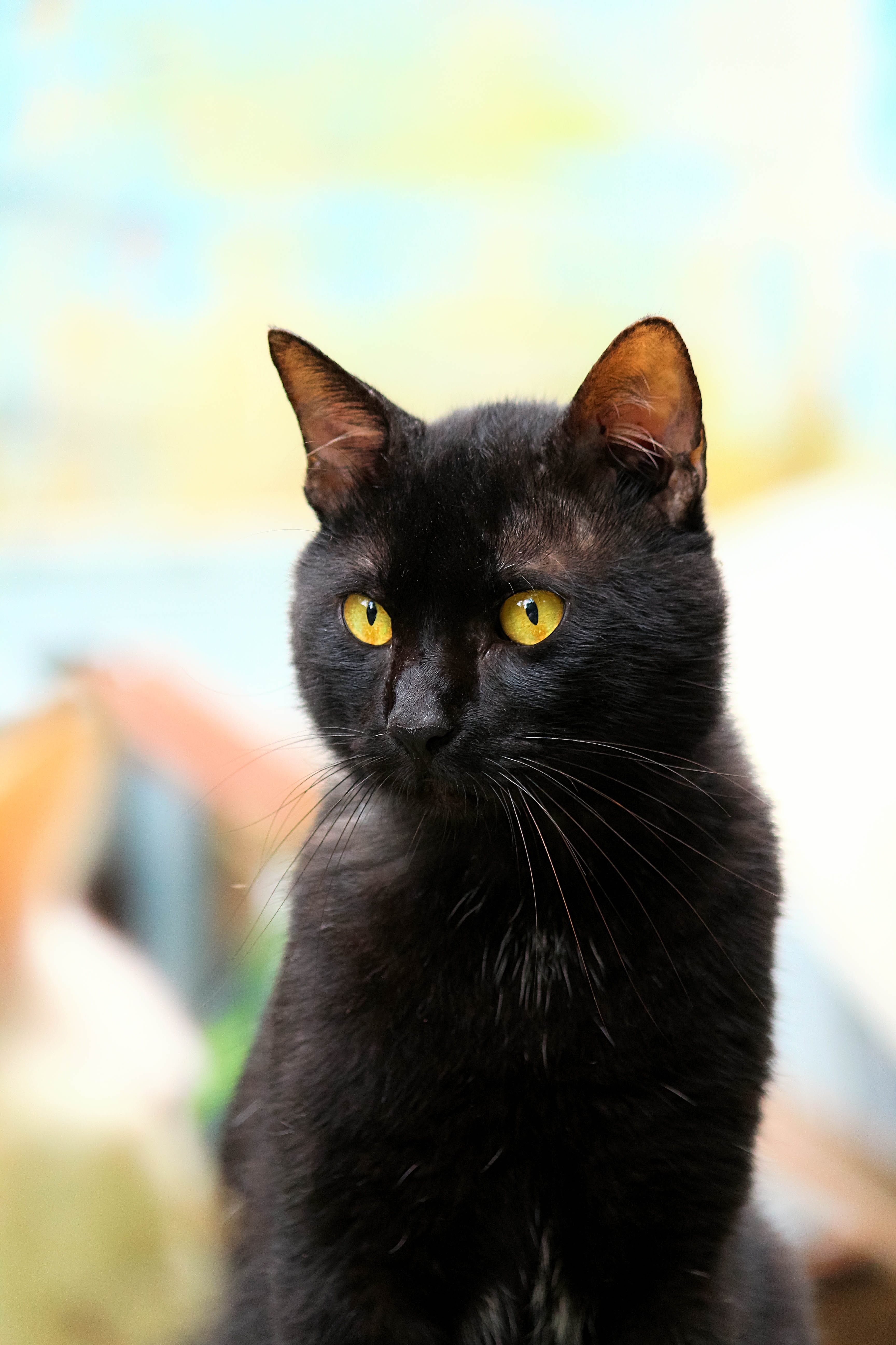 pets, animal themes, 5K, cat, domestic animals, Black, portrait, feline, Black, whisker, sideways, Black Cat, close-up, domestic cat, one animal, no people, Phone HD Wallpaper
