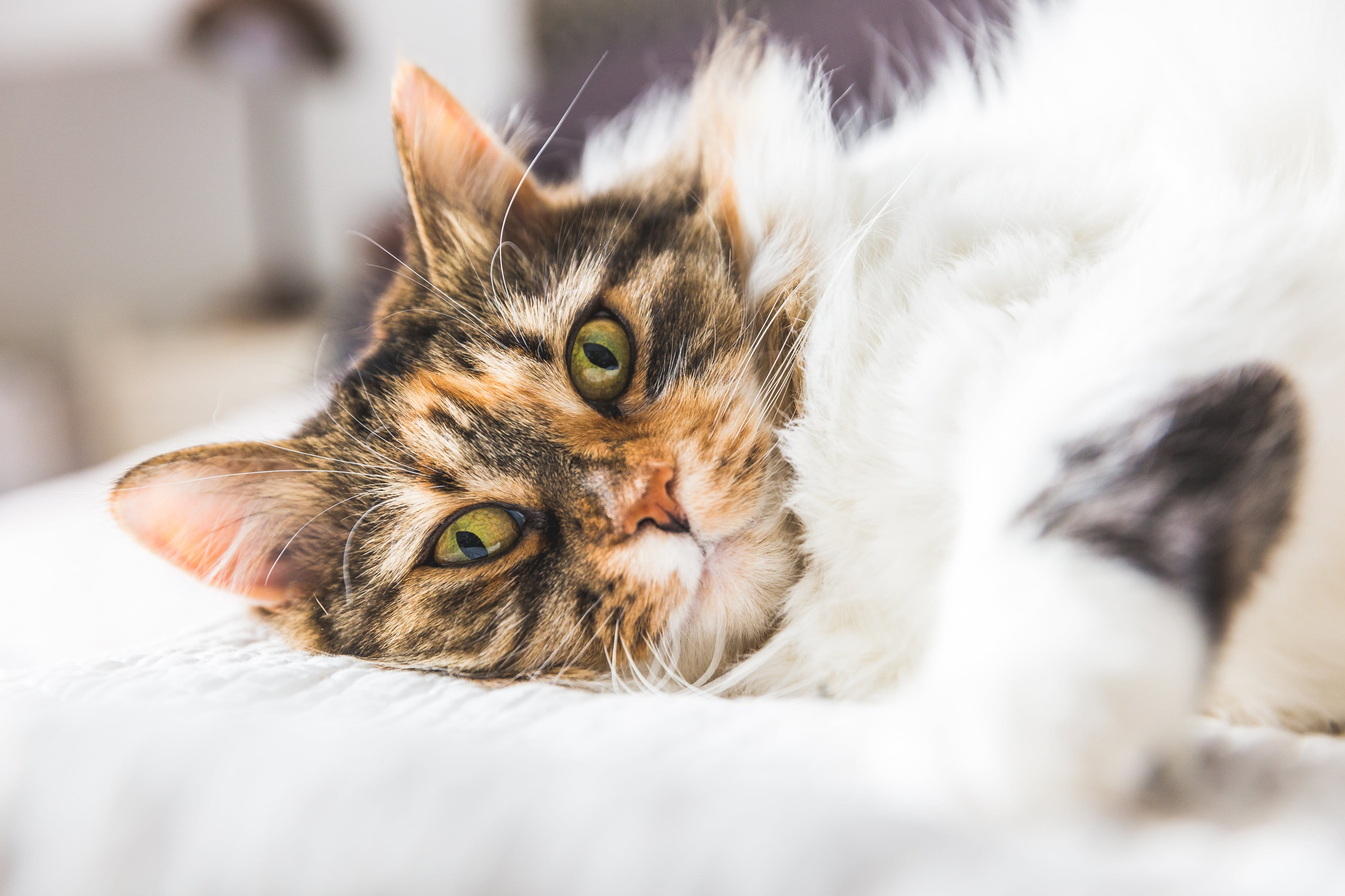 one animal, domestic cat, relaxation, animal body part, Green, whisker, Pets, 4K, Cats, animal eye, sideways, domestic, animal, domestic animals, mammal, HD Wallpaper