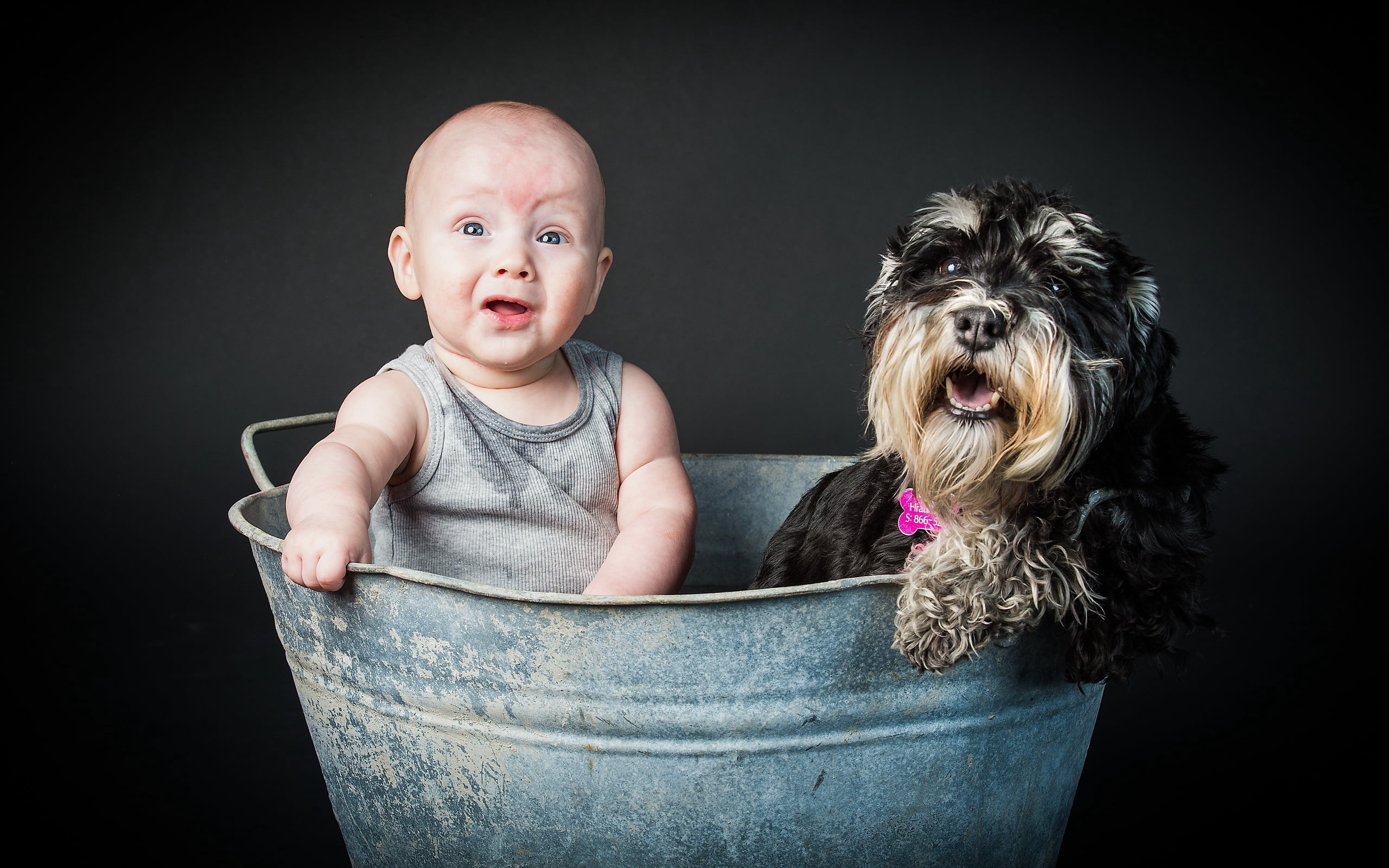 dog, friendship, pets, playful, black Color, mammal, cute, 2K, looking, cheerful, studio Shot, emotion, innocence, black background, one Person, beautiful, HD Wallpaper