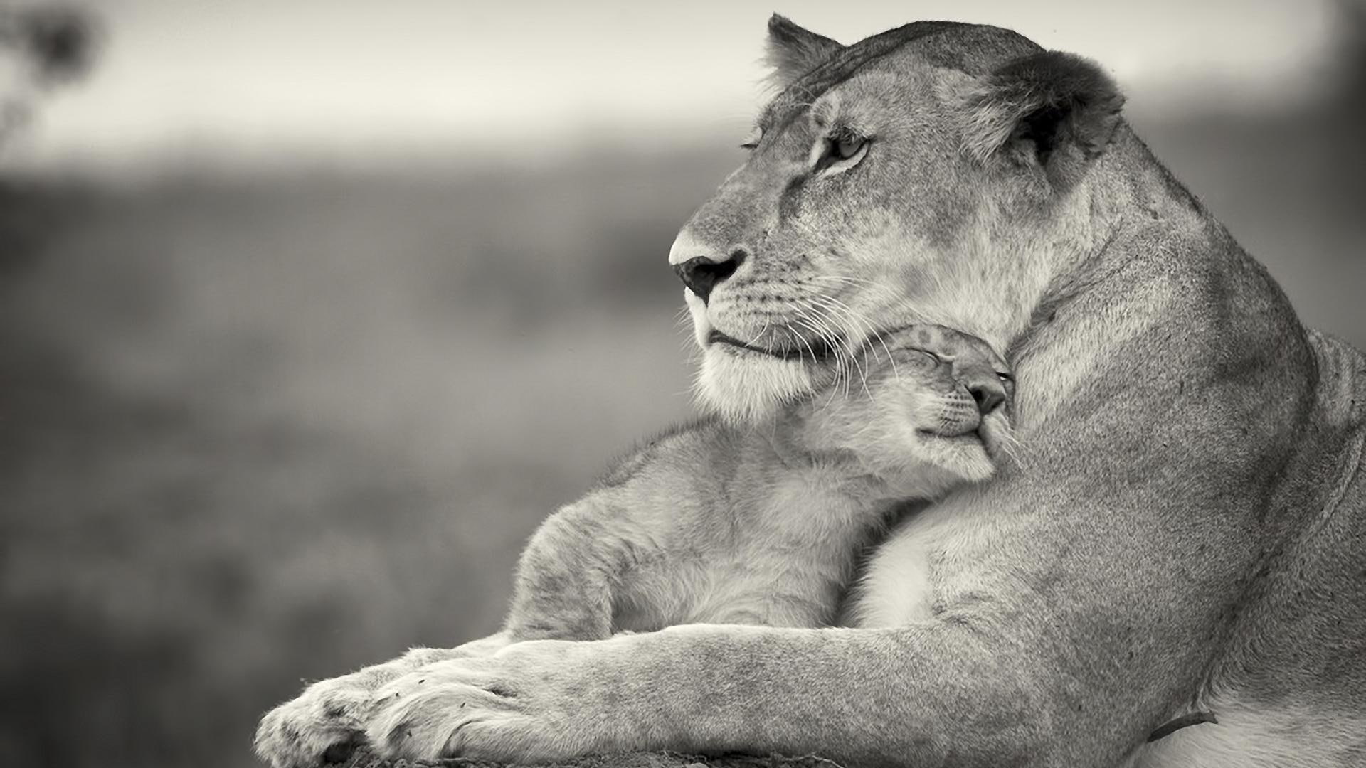 animal, s, mother, love, lion, animals, 1080P, HD Wallpaper