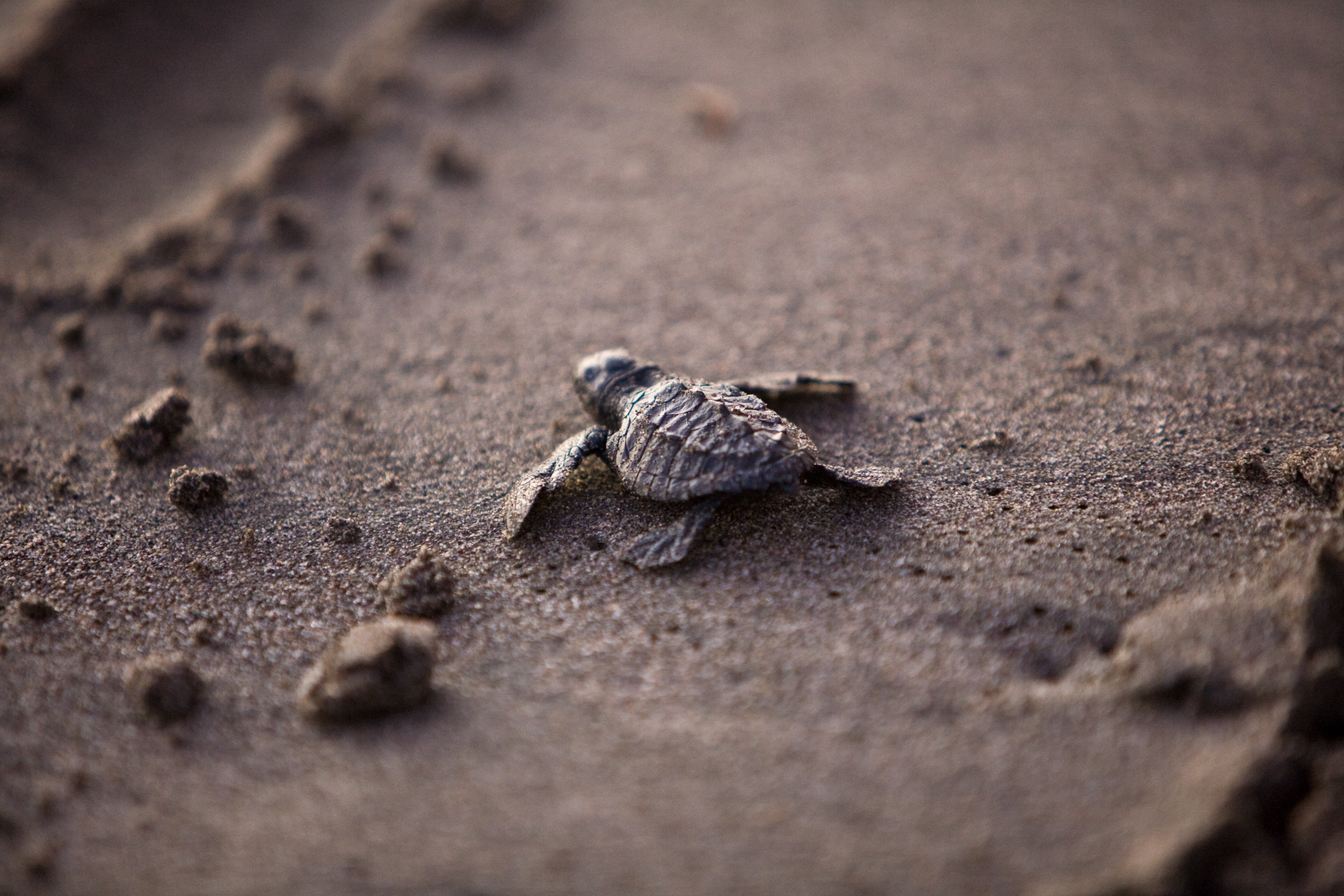 animal, poisonous, baby, animal wildlife, outdoors, animal scale, day, no people, selective focus, environment, sea turtle, lizard, ocean, young, survival, HD Wallpaper
