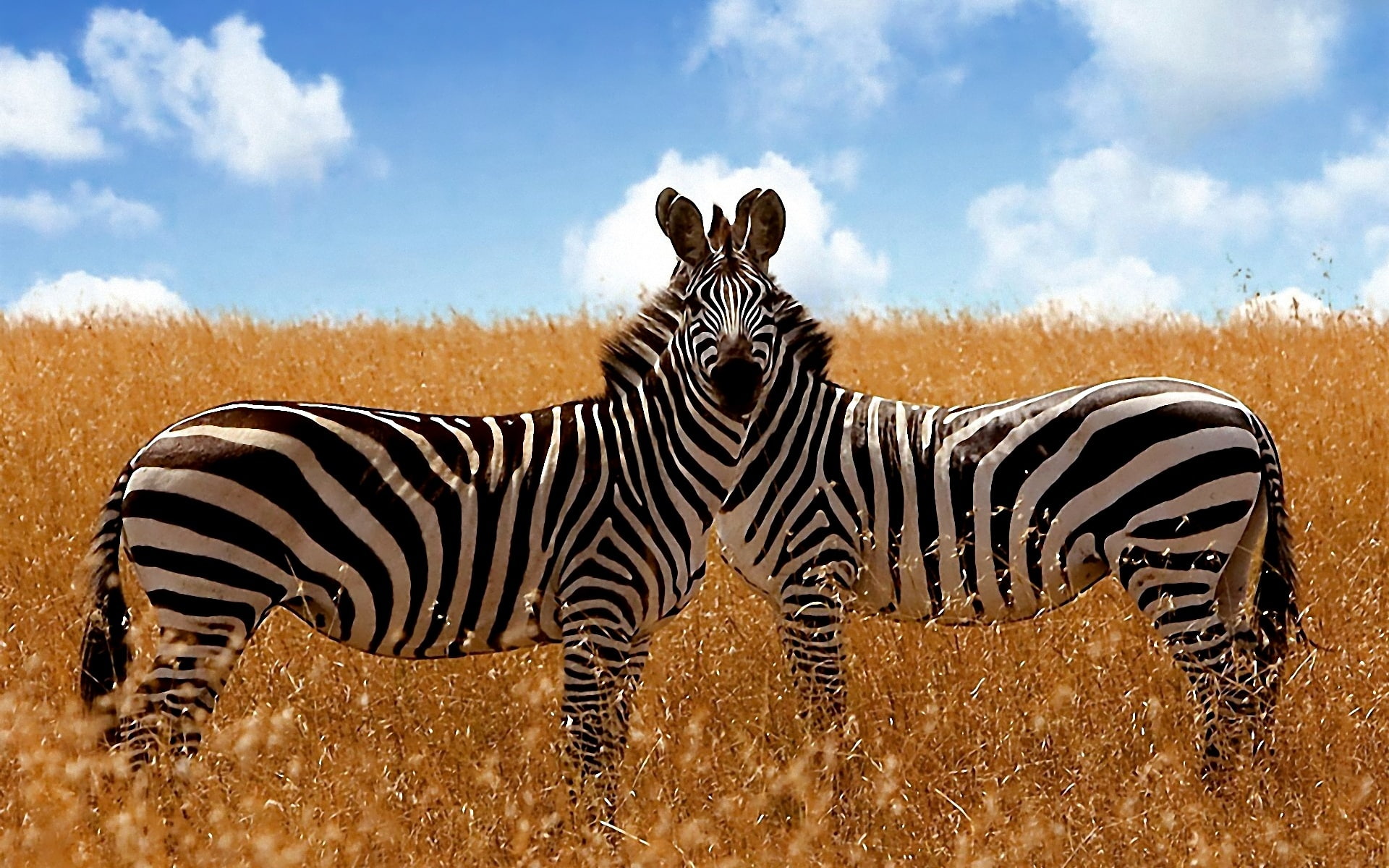 two, animals, savanna, zebras, 1080P, HD Wallpaper