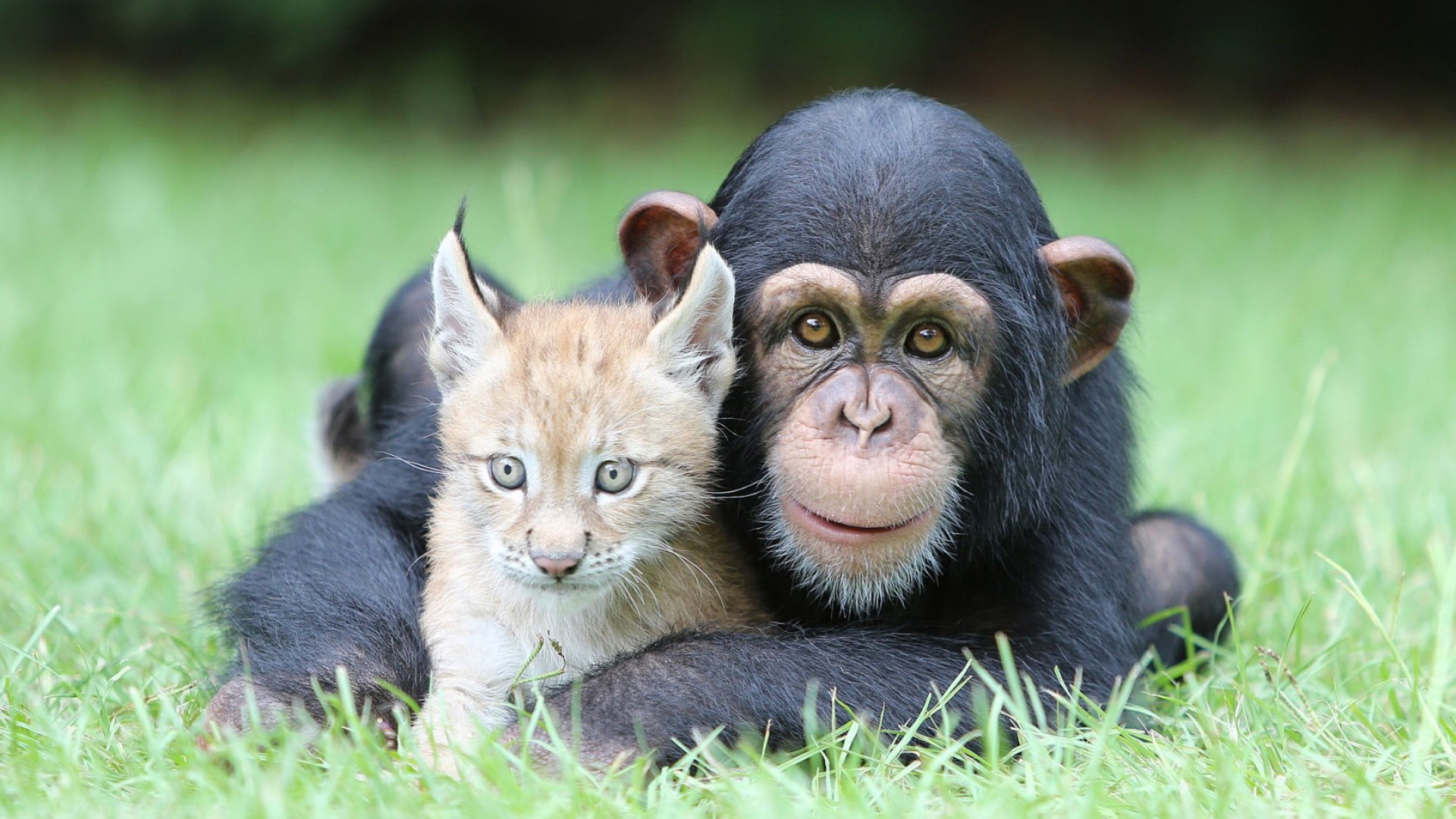 young animal, plant, lynx, 1080P, chimpanzees, animals, grass, black, nature, monkey, no people, small, cute, relaxation, looking at viewer, domestic animals, HD Wallpaper