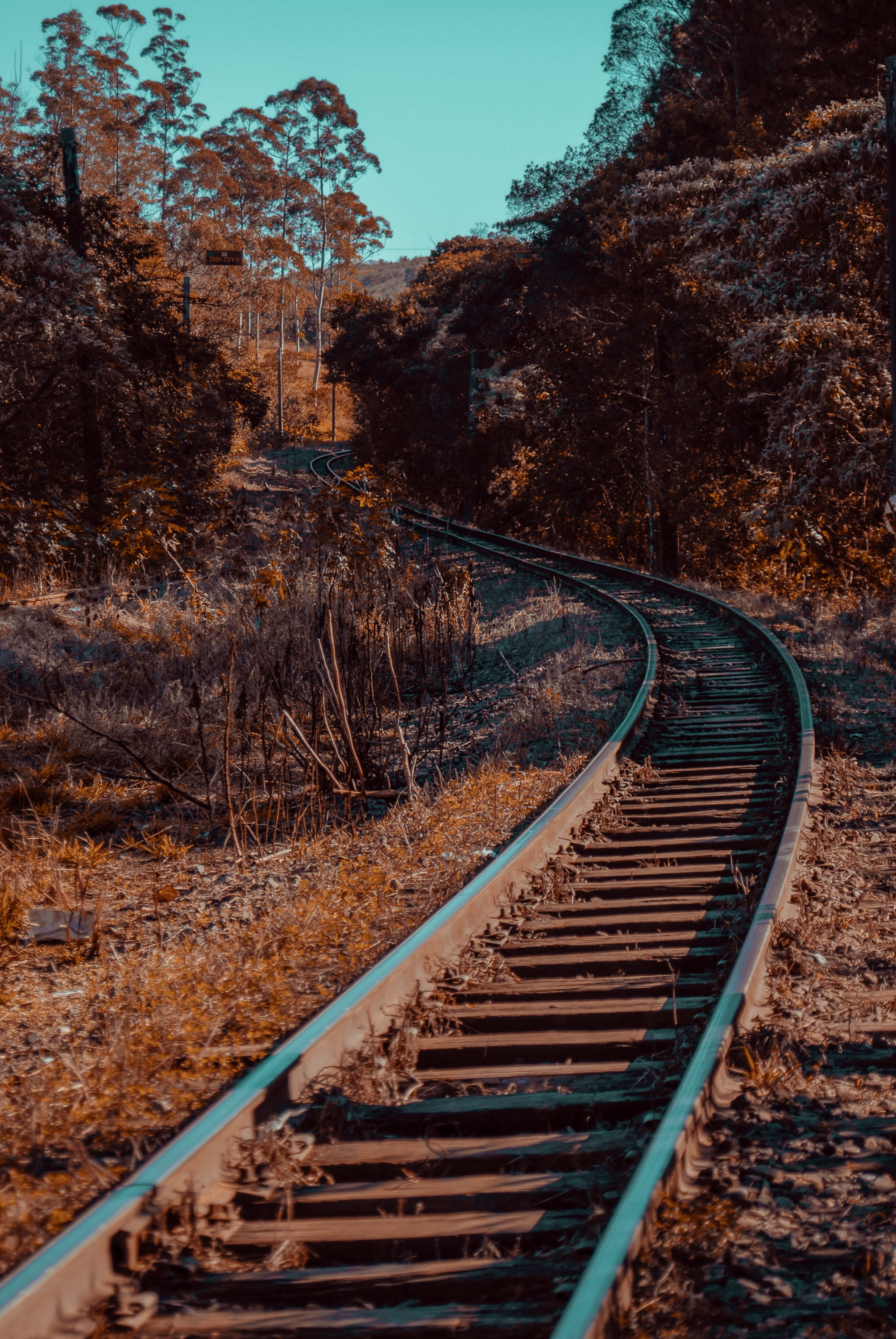 long, 2K, tree, tranquility, railroad, plant, the way forward, clear sky, nature, sky, d200, saopaulo, trem, parallel, train, trees, transportation, nikon, Phone HD Wallpaper