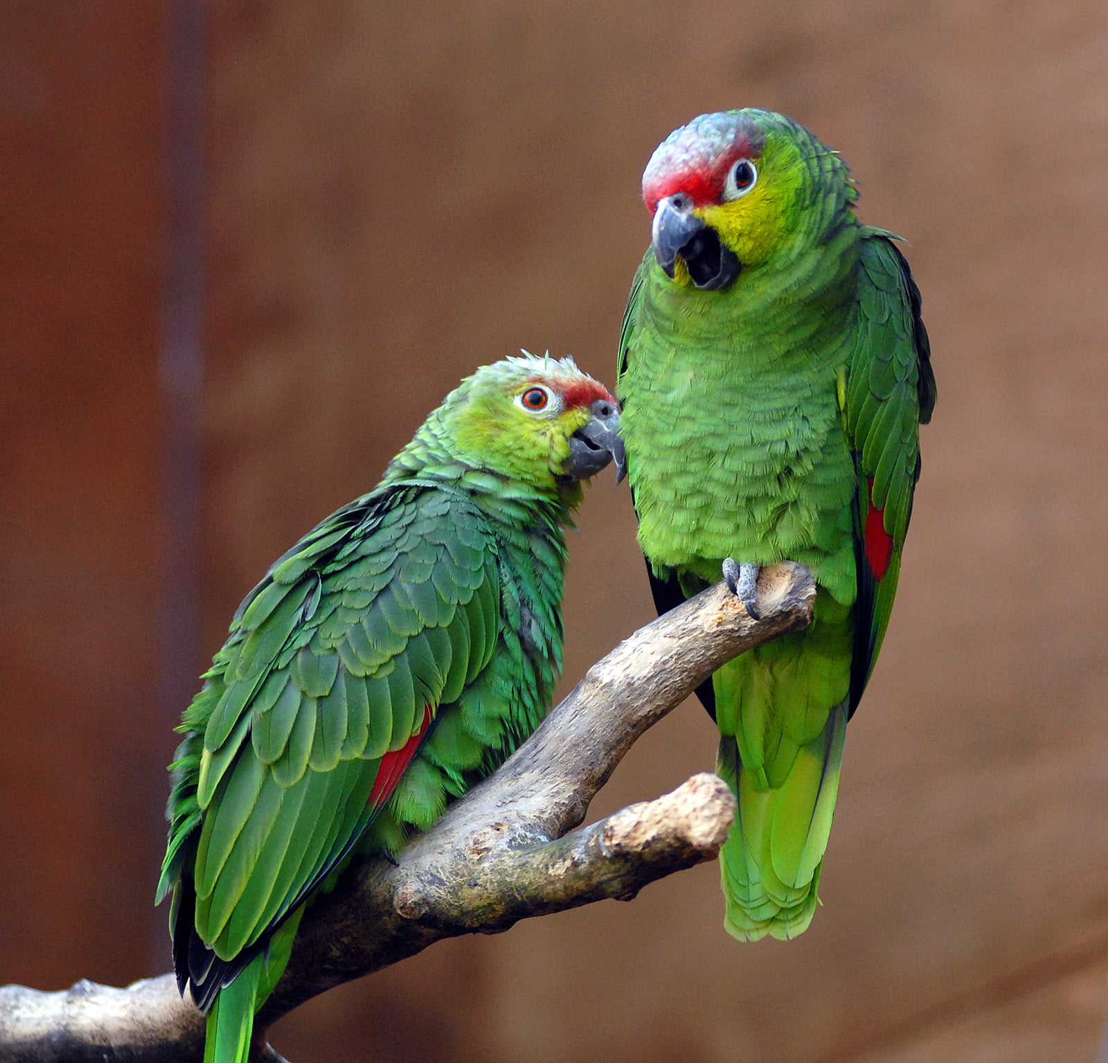 Captivity, animals In The Wild, Geotagged, Breeding, feather, UK, wildlife, Colourful, Parrots, South  America, Conservation, pets, blue, tropical Climate, HD Wallpaper
