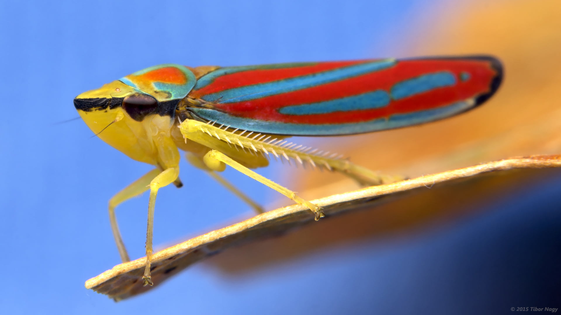 Graphocephala coccinea, 1080P, candy-striped leafhopper, candy, macro, photography, striped, red, blue, softbox, leafhopper, animal, close-up, diffused, HD Wallpaper