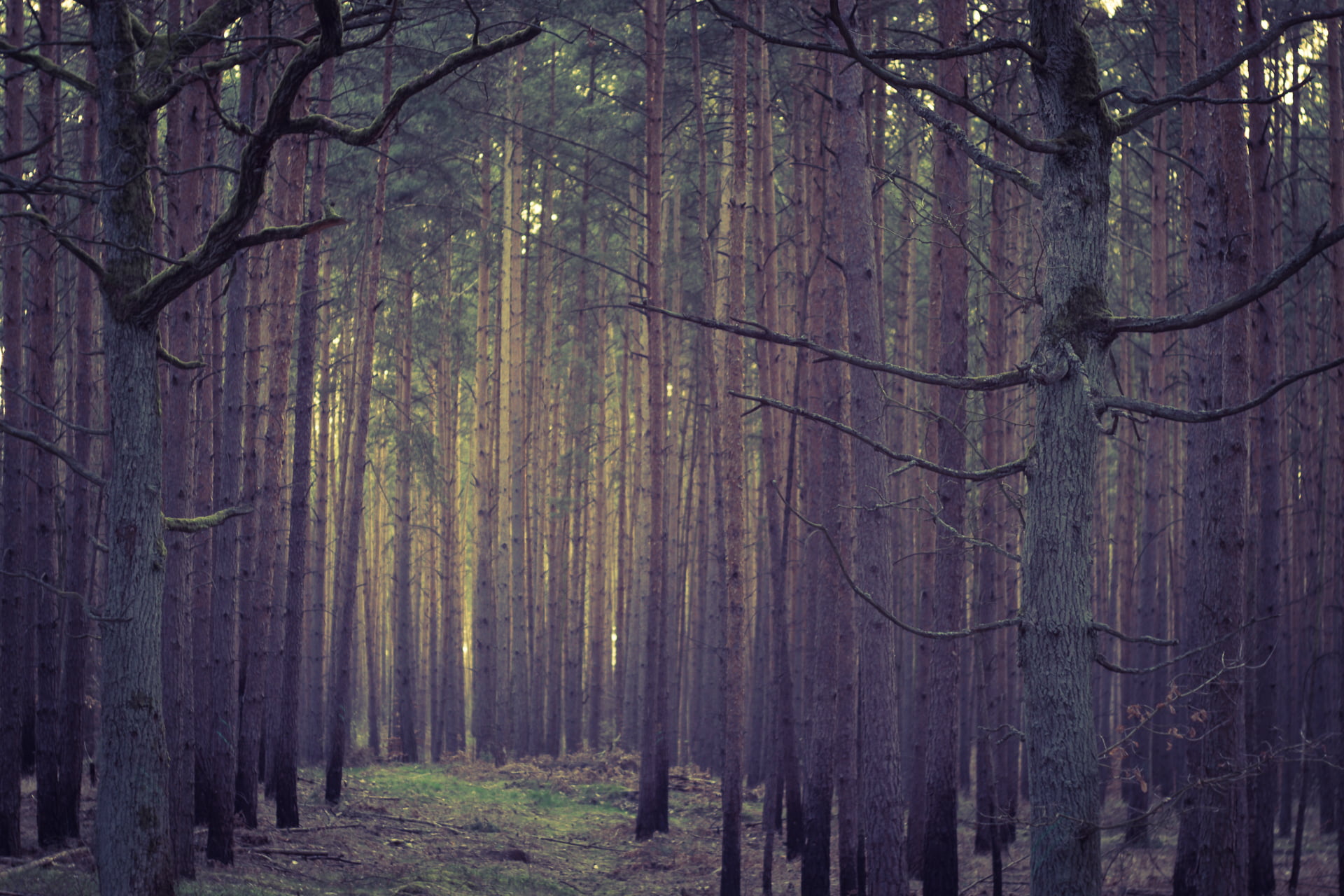moody, Micro 4/3, scenics, manual focus, tree, Enter, available light, CZJ, season, standing, Peach, F1.8, vintage, landscape, M43, 1080P, nature, lens, HD Wallpaper