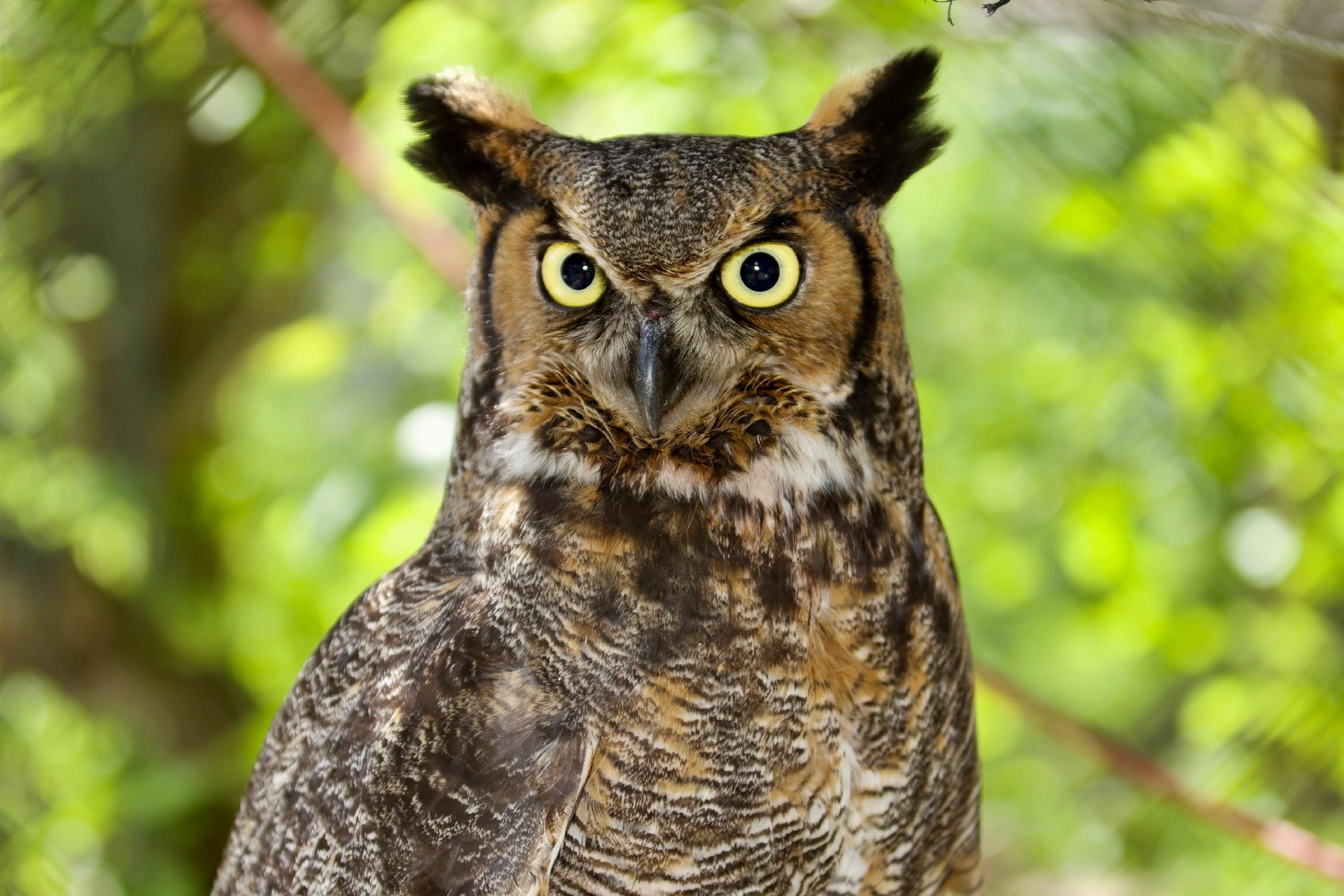 animal head, animal, animal themes, tree, bird of prey, day, owl, portrait, front view, nature, animals in the wild, mad, looking at camera, vertebrate, HD Wallpaper