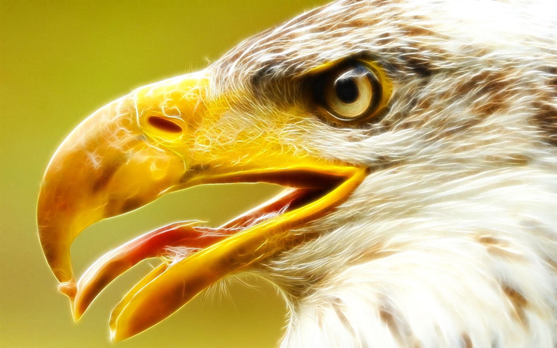beauty, birds, animals, eagle, dare, fractalius, 1080P, HD Wallpaper